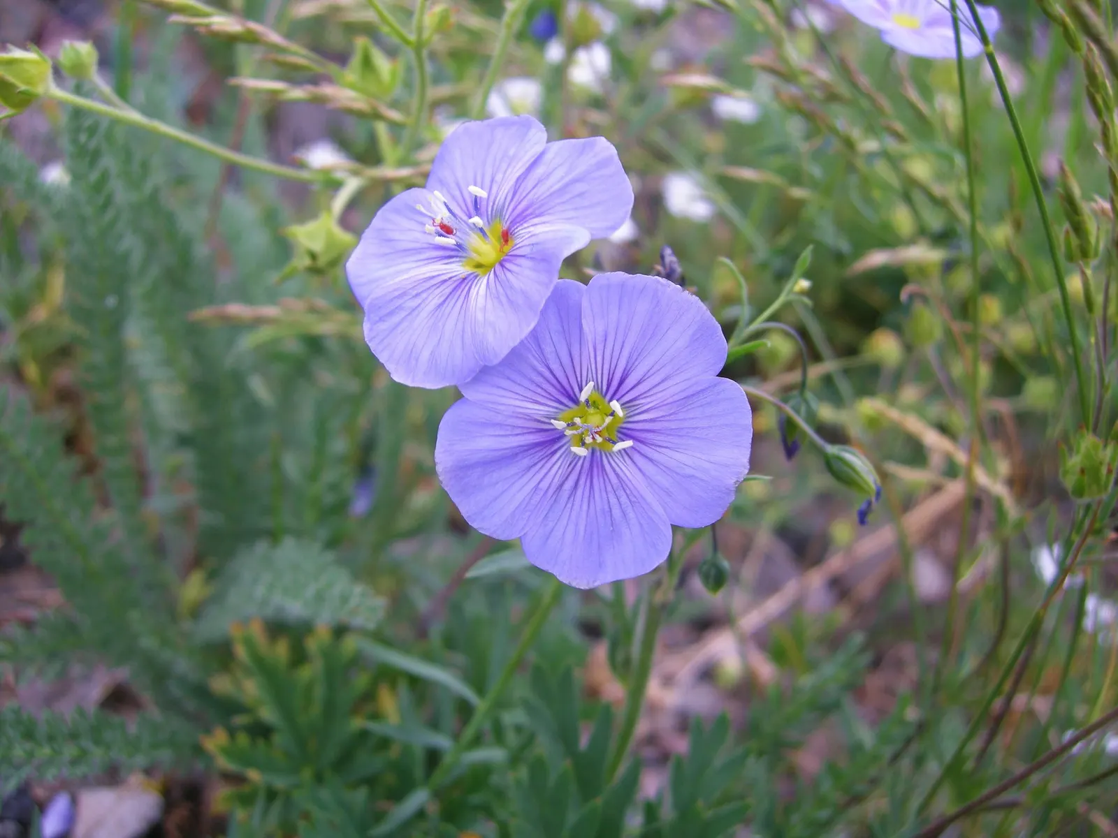 Lewis Flax (Linum Lewisii) — saucer-shaped flowers that typically bloom from May to September
