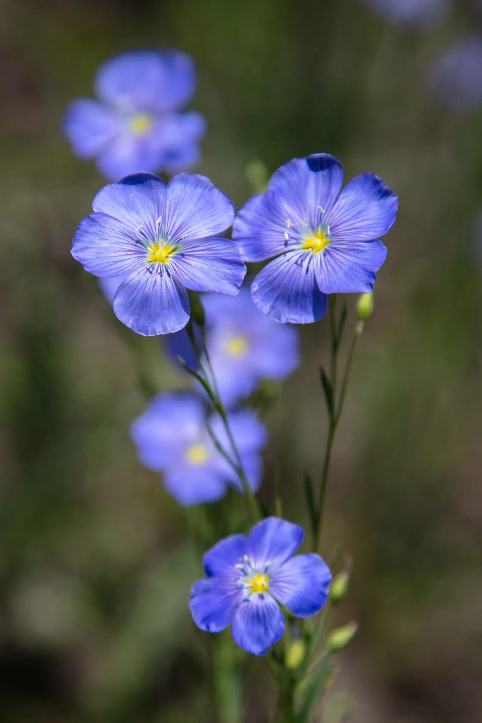 Lewis Flax (Linum Lewisii) — it won't spread uncontrollably