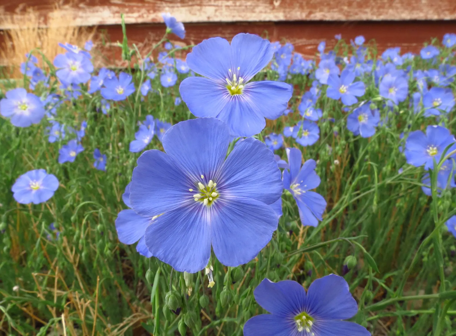 Lewis Flax (Linum Lewisii) — giving the plant a fine-textured