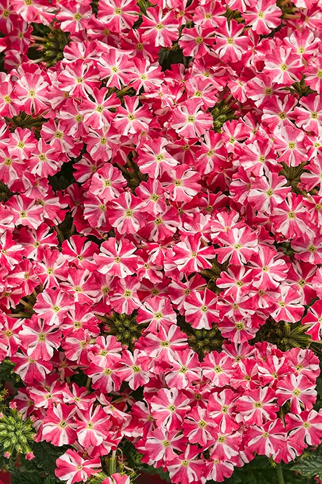 Cherryburst II Verbena — It grows 6-12 inches tall and spreads 18-30 inches