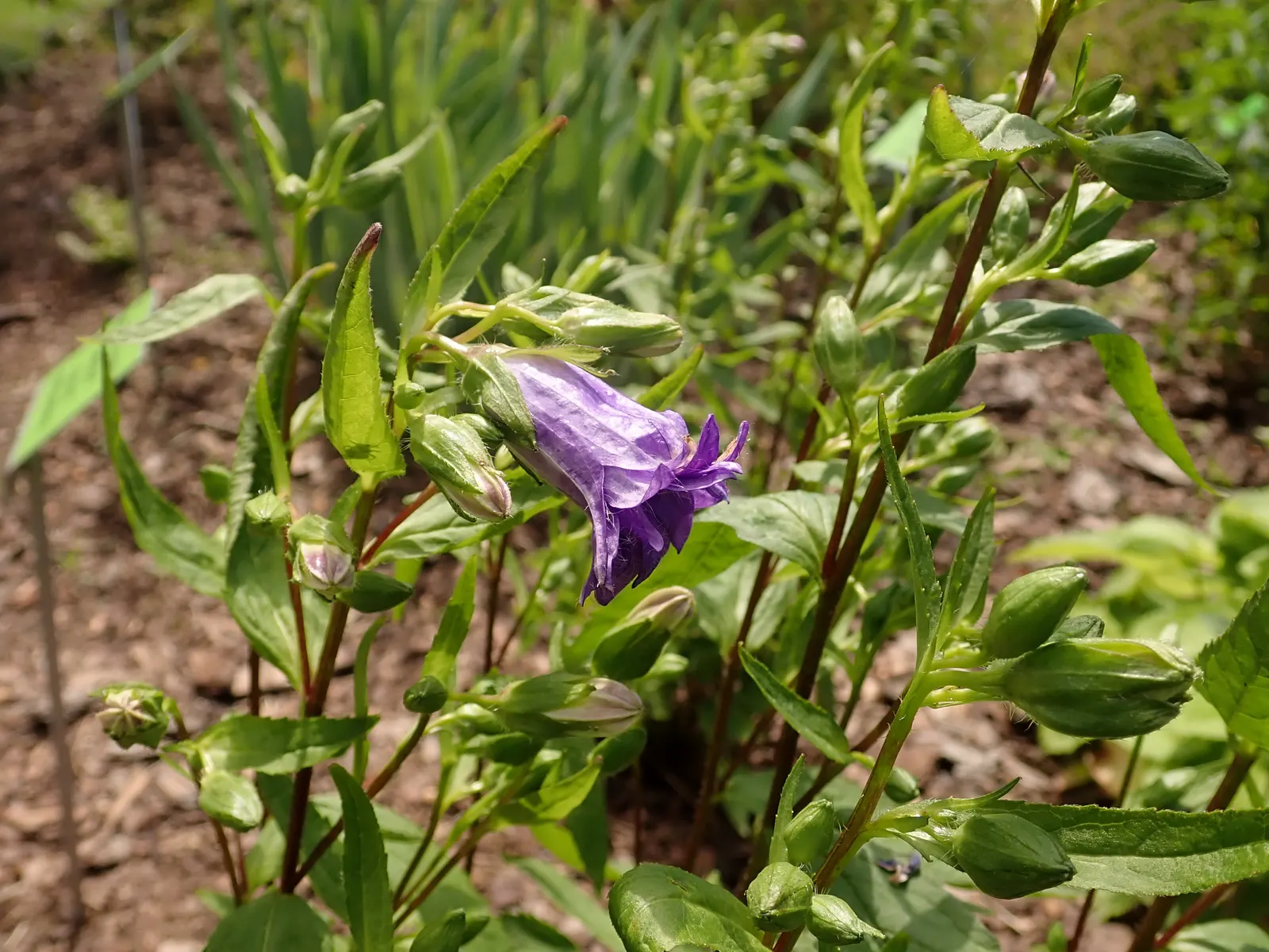 Bernice Throatwort Or Bellflower (Campanula Trachelium 'Bernice') — deep violet-blue bell-shaped flowers