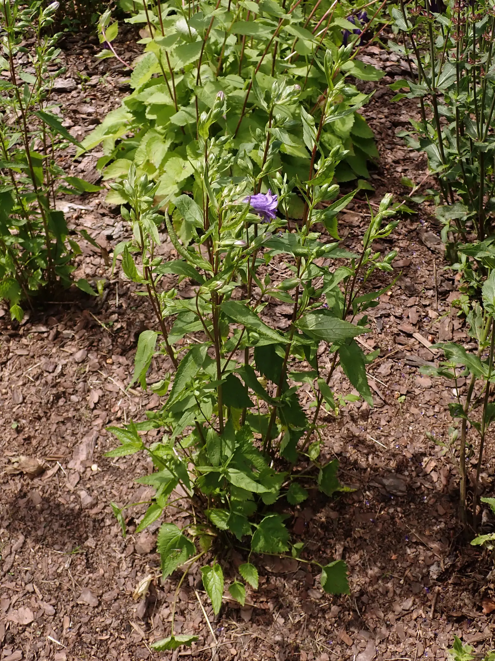 Bernice Throatwort Or Bellflower (Campanula Trachelium 'Bernice') — is a herbaceous perennial boasting double