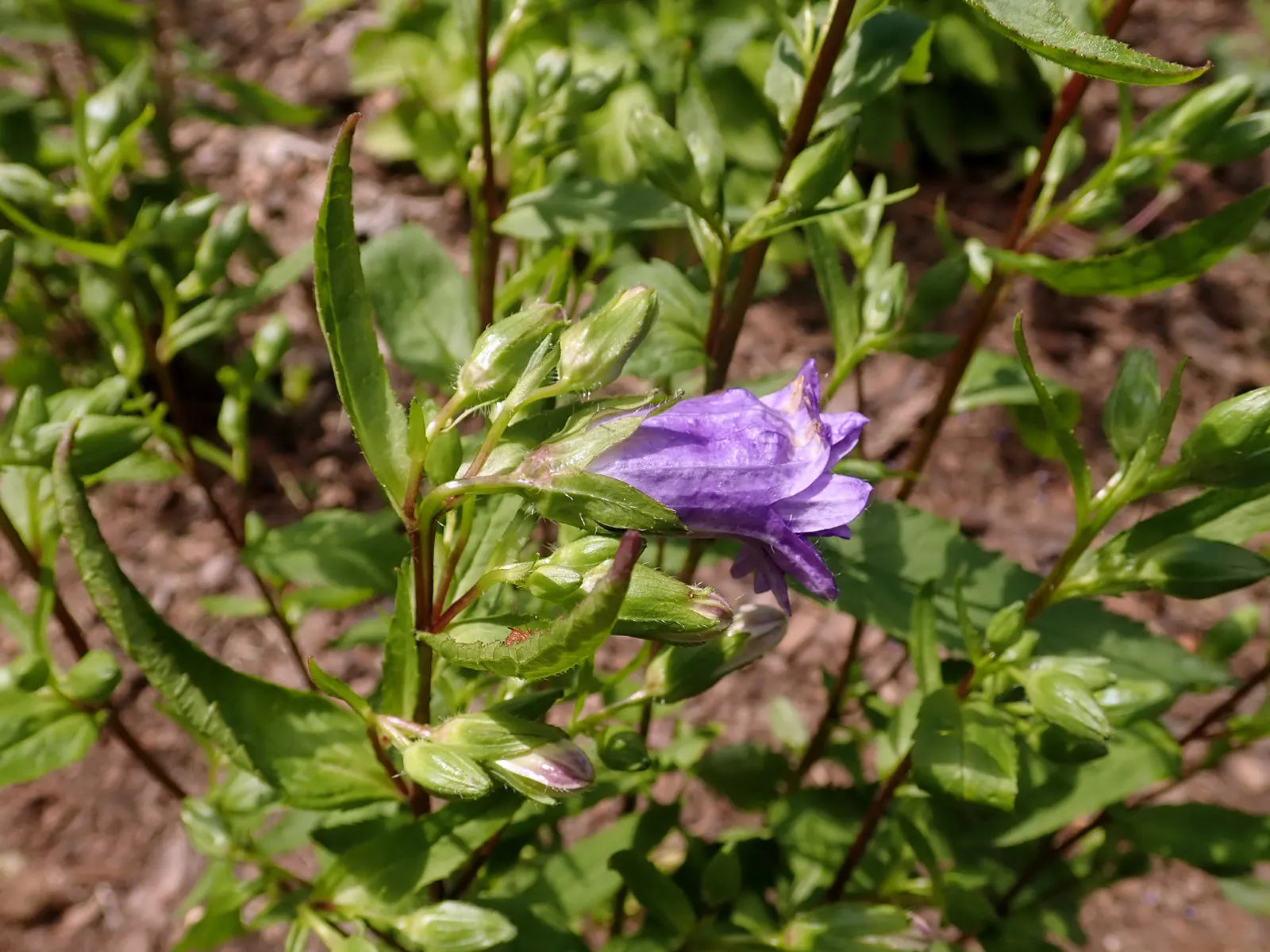 Bernice Throatwort Or Bellflower (Campanula Trachelium 'Bernice') — commonly known as Bernice Throatwort