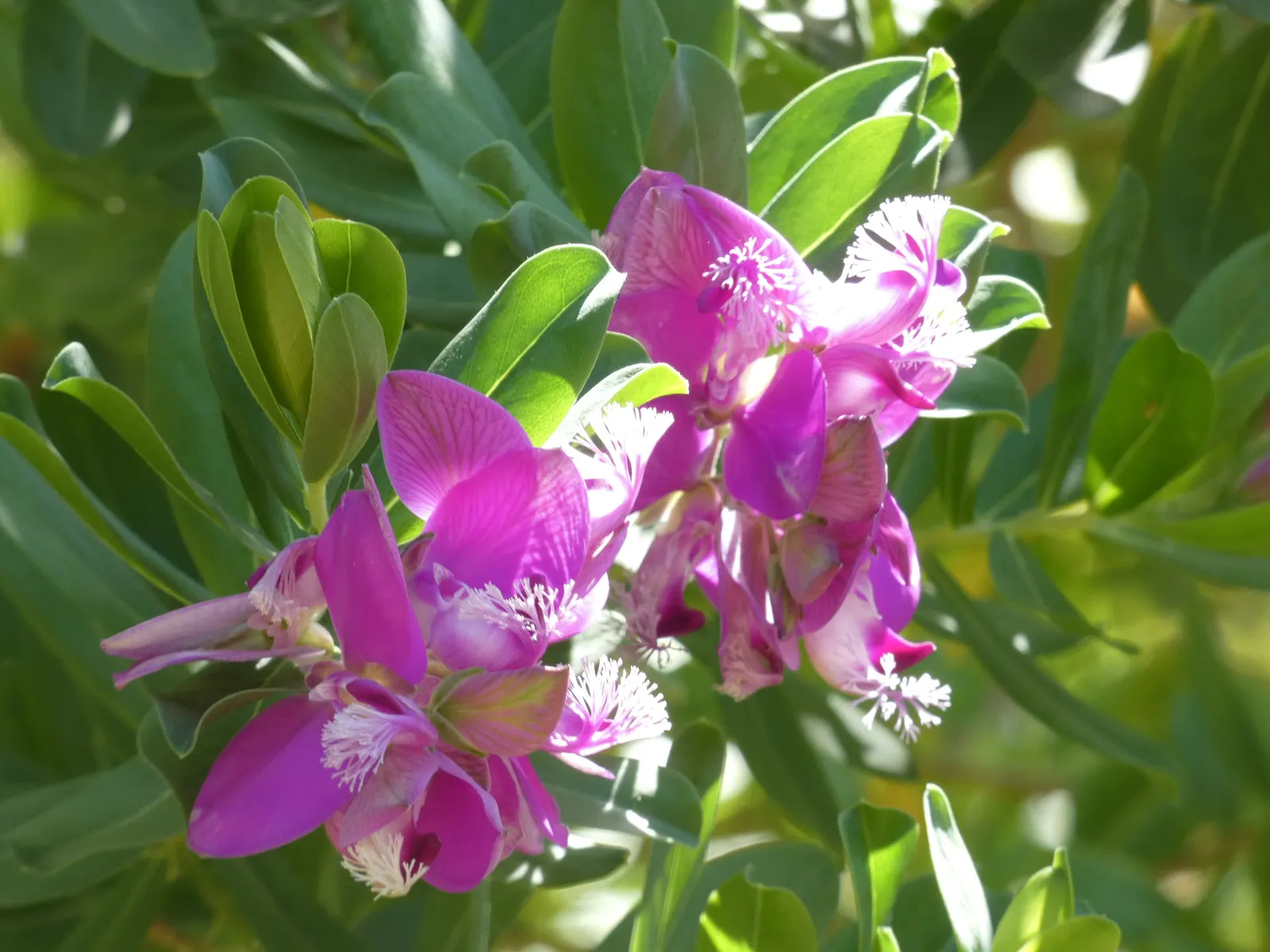Tall Sweet-Pea Shrub (Polygala Myrtifolia 'Grandiflora') — Preferring full sun to partial shade, it requires moderate watering
