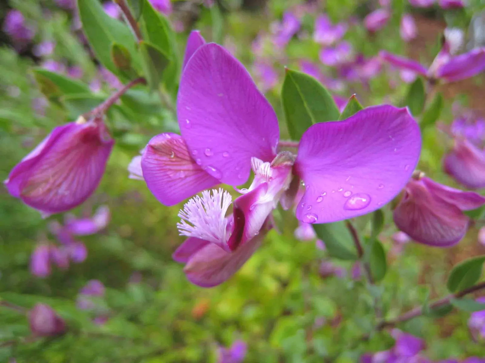 Tall Sweet-Pea Shrub (Polygala Myrtifolia 'Grandiflora') — scientifically named Polygala myrtifolia 'Grandiflora'