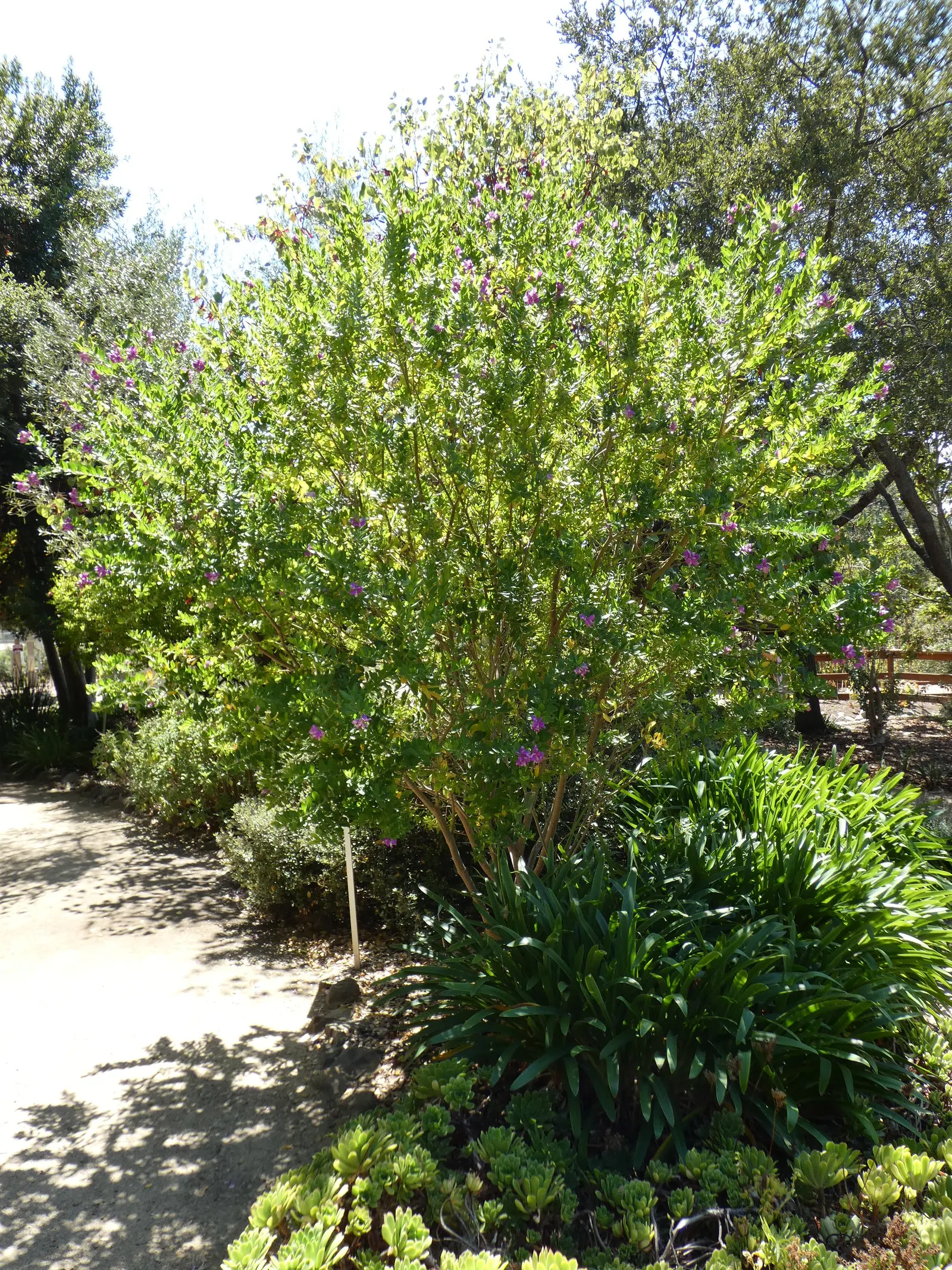 Tall Sweet-Pea Shrub (Polygala Myrtifolia 'Grandiflora') — offering persistent visual interest with low maintenance