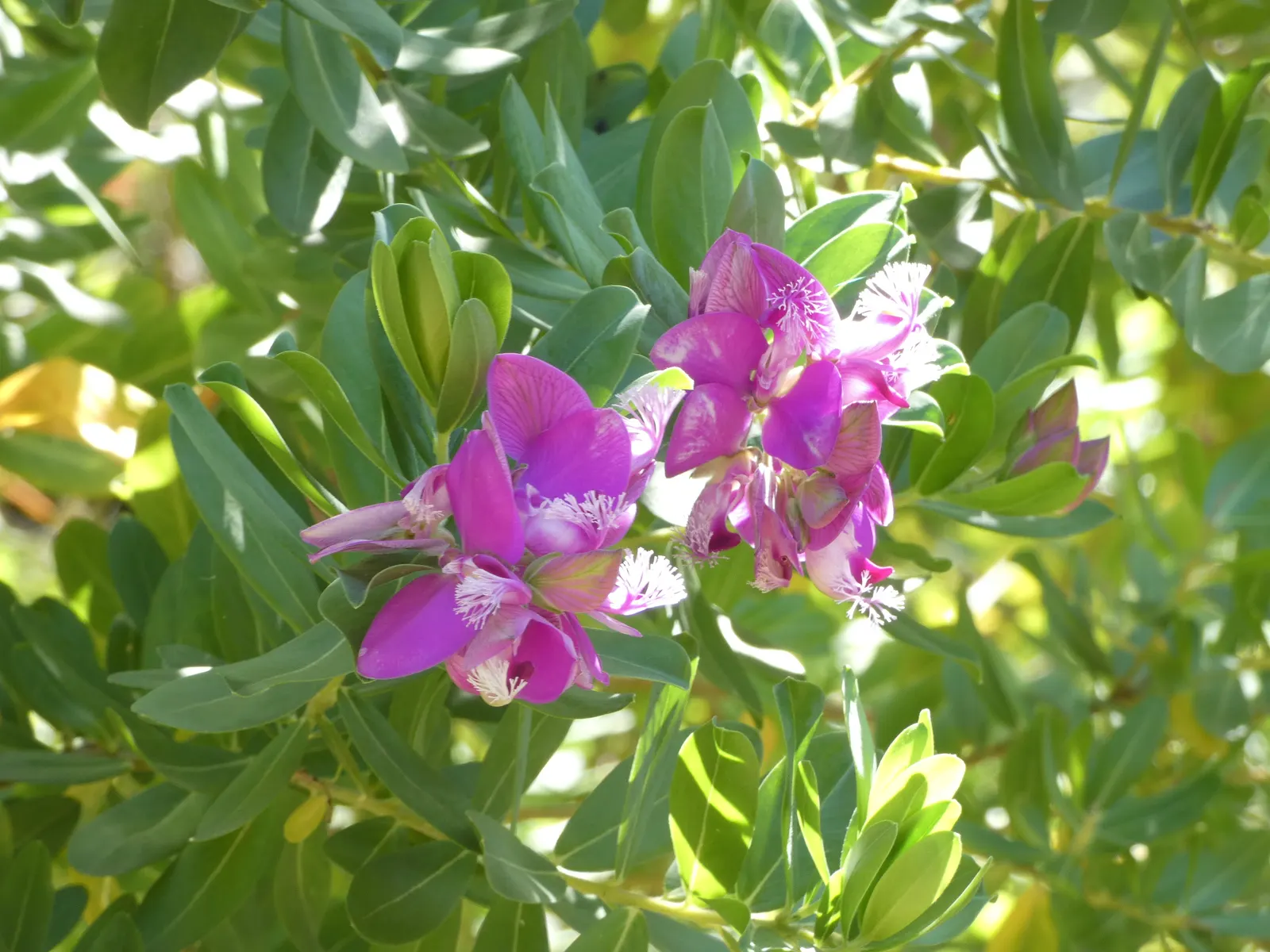 Tall Sweet-Pea Shrub (Polygala Myrtifolia 'Grandiflora') — Its bushy silhouette and year-round blooming make it an eye-catching addition to ornamental beds and