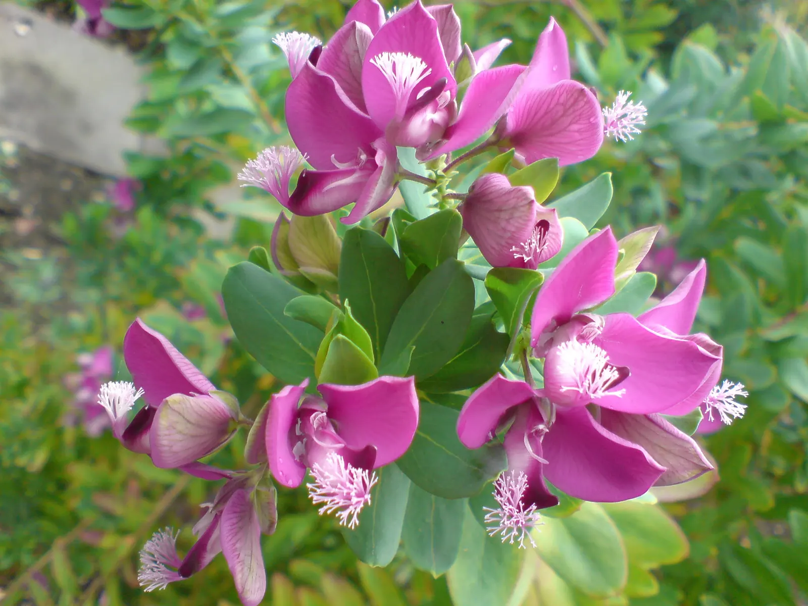 Tall Sweet-Pea Shrub (Polygala Myrtifolia 'Grandiflora') — Reaching up to 5 feet in height and spreading 4 feet wide, this hardy plant thrives in USDA zones