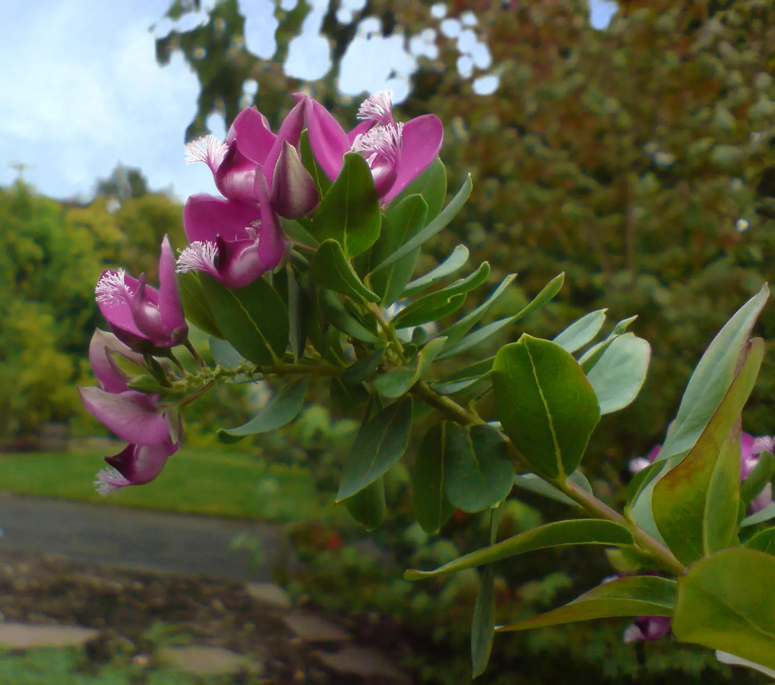 Tall Sweet-Pea Shrub (Polygala Myrtifolia 'Grandiflora') — is an evergreen boasting vibrant purple-pea-like flowers