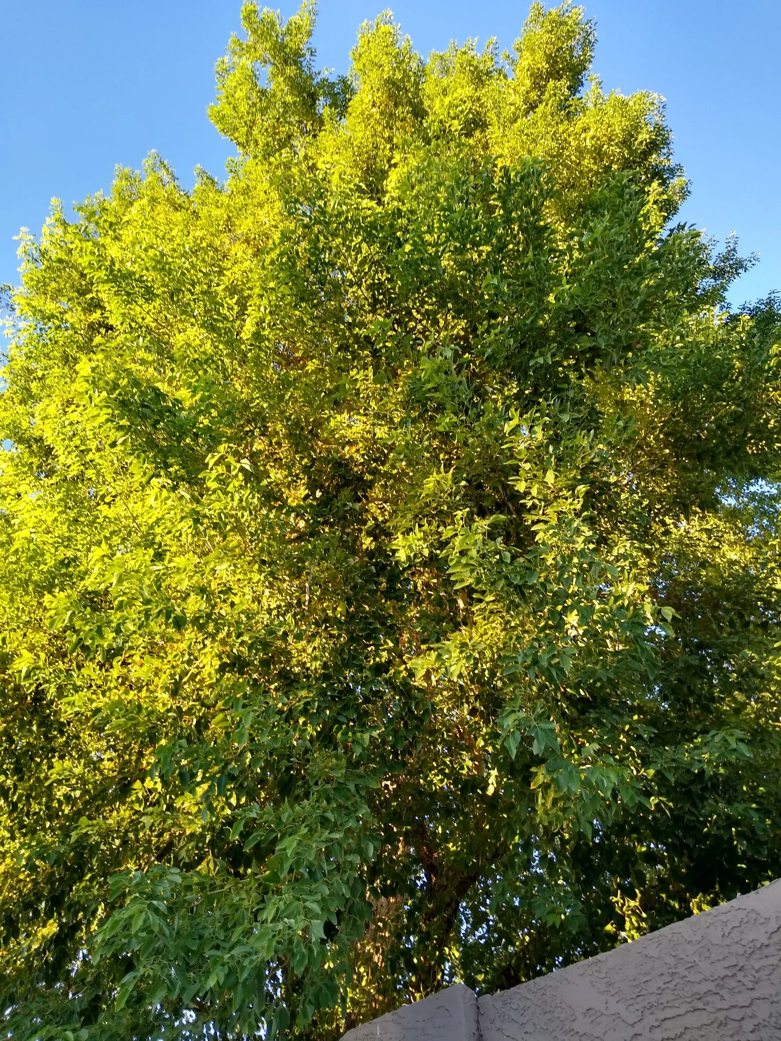 Indian Rosewood (Dalbergia Sissoo) — making it an excellent choice for spacious outdoor settings