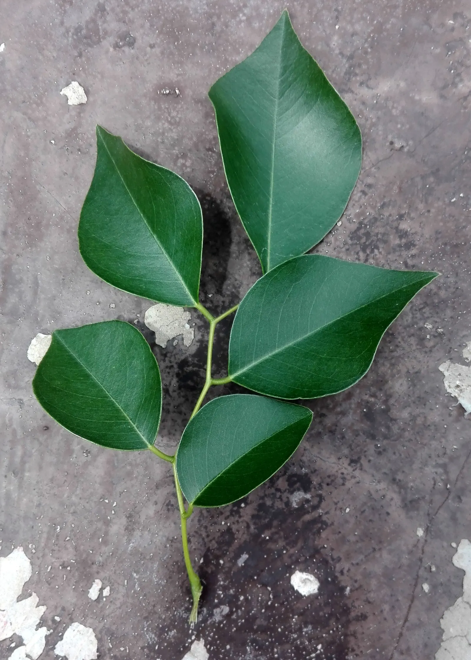 Indian Rosewood (Dalbergia Sissoo) — tree for full