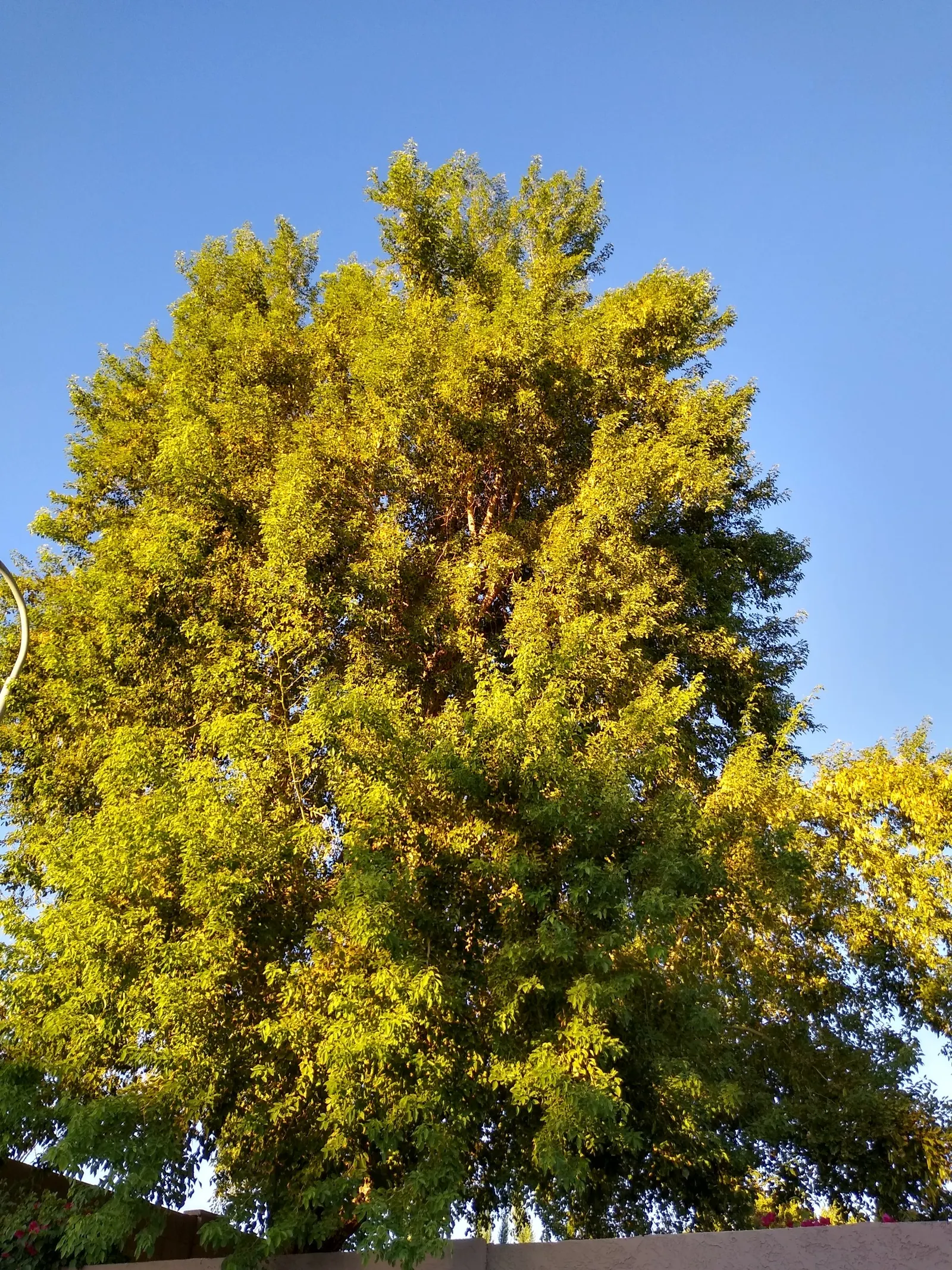 Indian Rosewood (Dalbergia Sissoo) — Mature trees reach up to 60 feet tall with a 2-3 foot diameter trunk