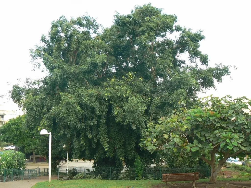 Indian Rosewood (Dalbergia Sissoo) — the tree produces inconspicuous whitish to pink flowers; scientifically known as Dalbergia sissoo