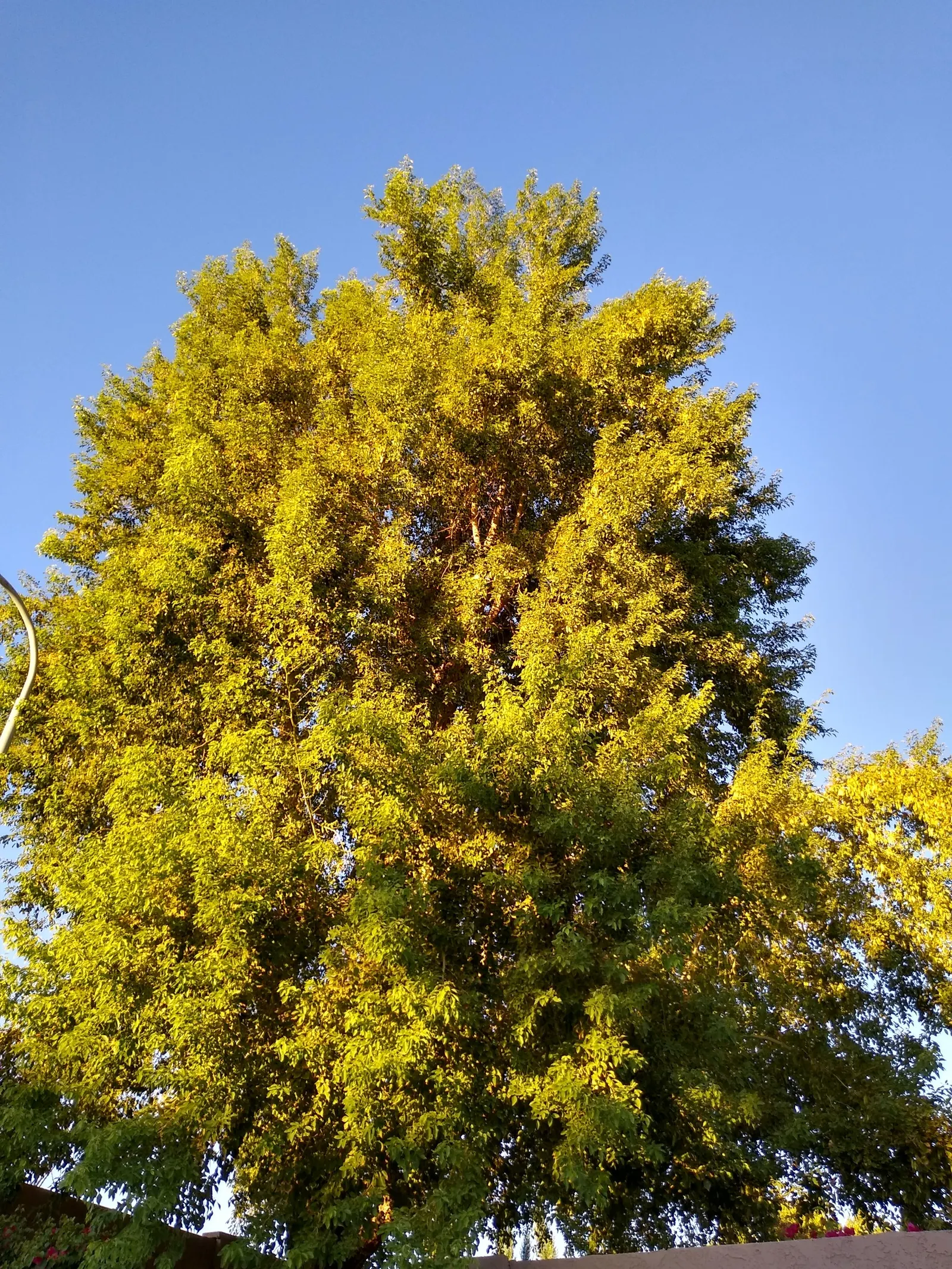 Indian Rosewood (Dalbergia Sissoo) — The tree blooms with inconspicuous white flowers in spring