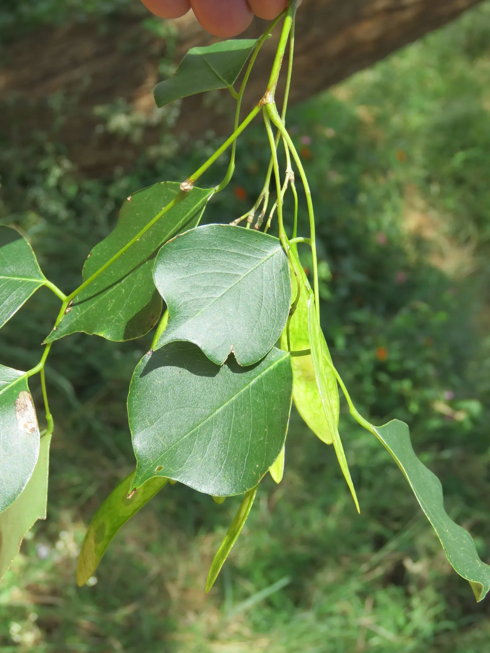 Indian Rosewood (Dalbergia Sissoo) — this robust species offers ample shade; thin bark that matures to a deep fissured texture.<br><br>The leaves of Dalbergia