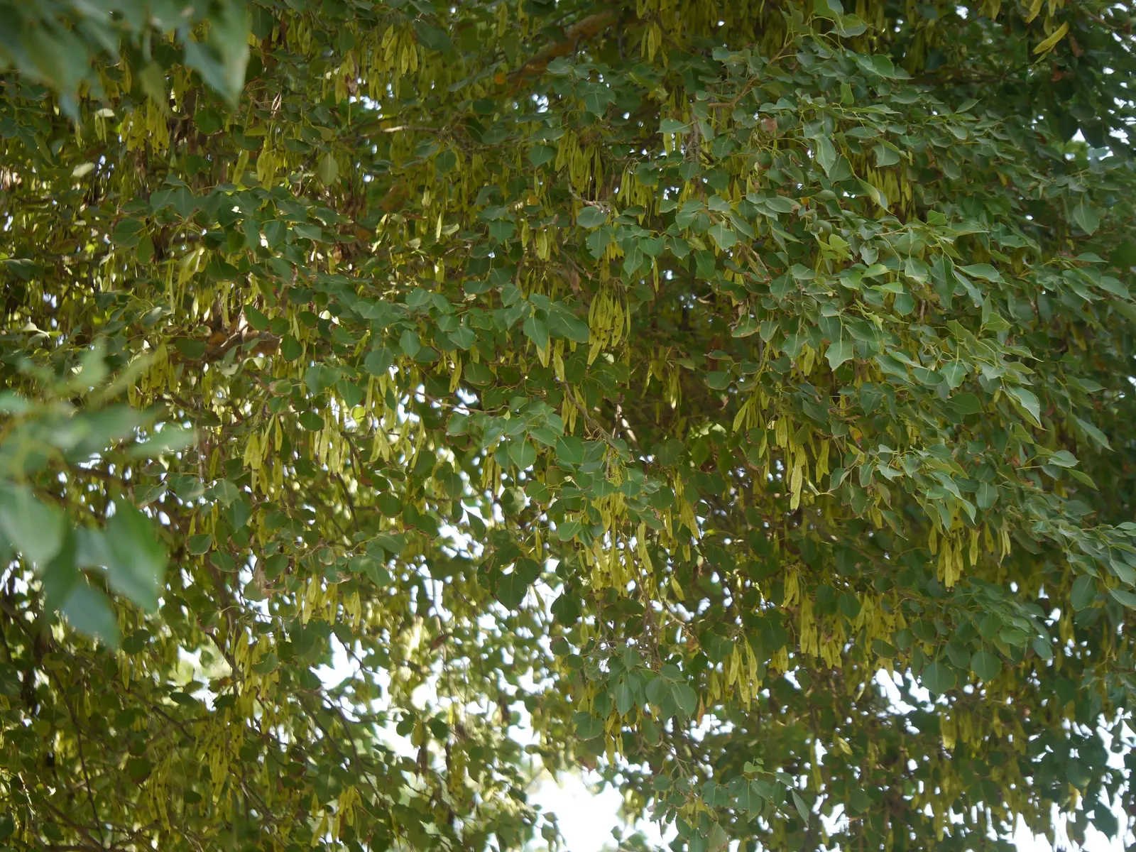 Indian Rosewood (Dalbergia Sissoo) — The Indian Rosewood is well-regarded for its resilience
