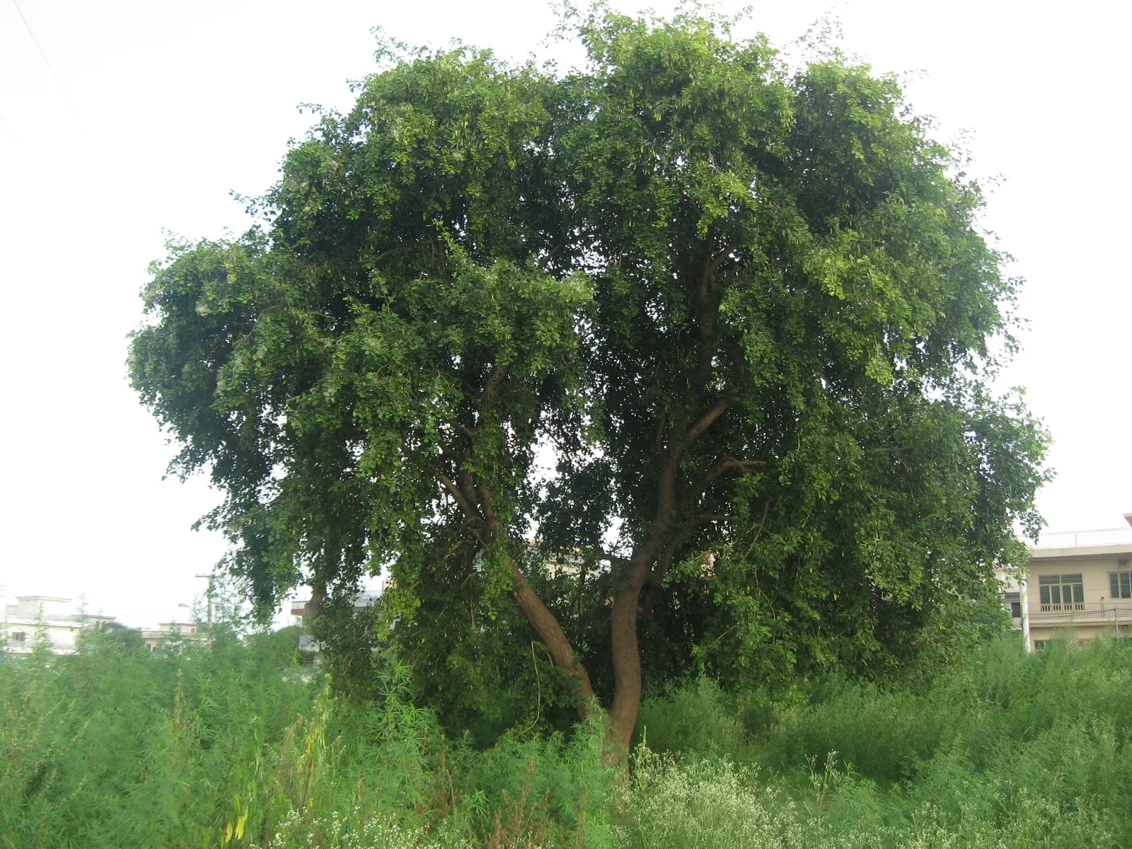 Indian Rosewood (Dalbergia Sissoo) — this robust species offers ample shade