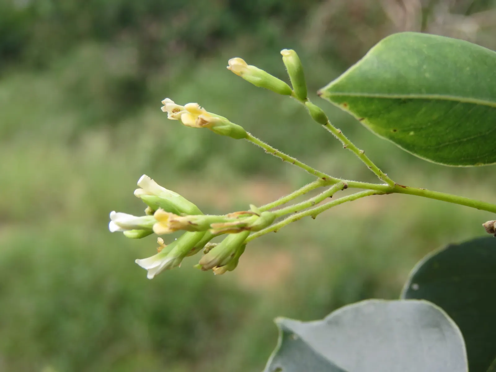 Indian Rosewood (Dalbergia Sissoo) — is a deciduous tree prized for its richly hued timber and shade-providing canopy