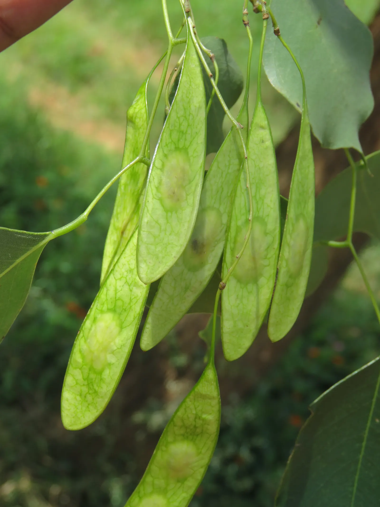 Indian Rosewood (Dalbergia Sissoo) — Typically reaching heights of 50 to 70 feet with a canopy spread of up to 50 feet; the tree blooms with inconspicuous