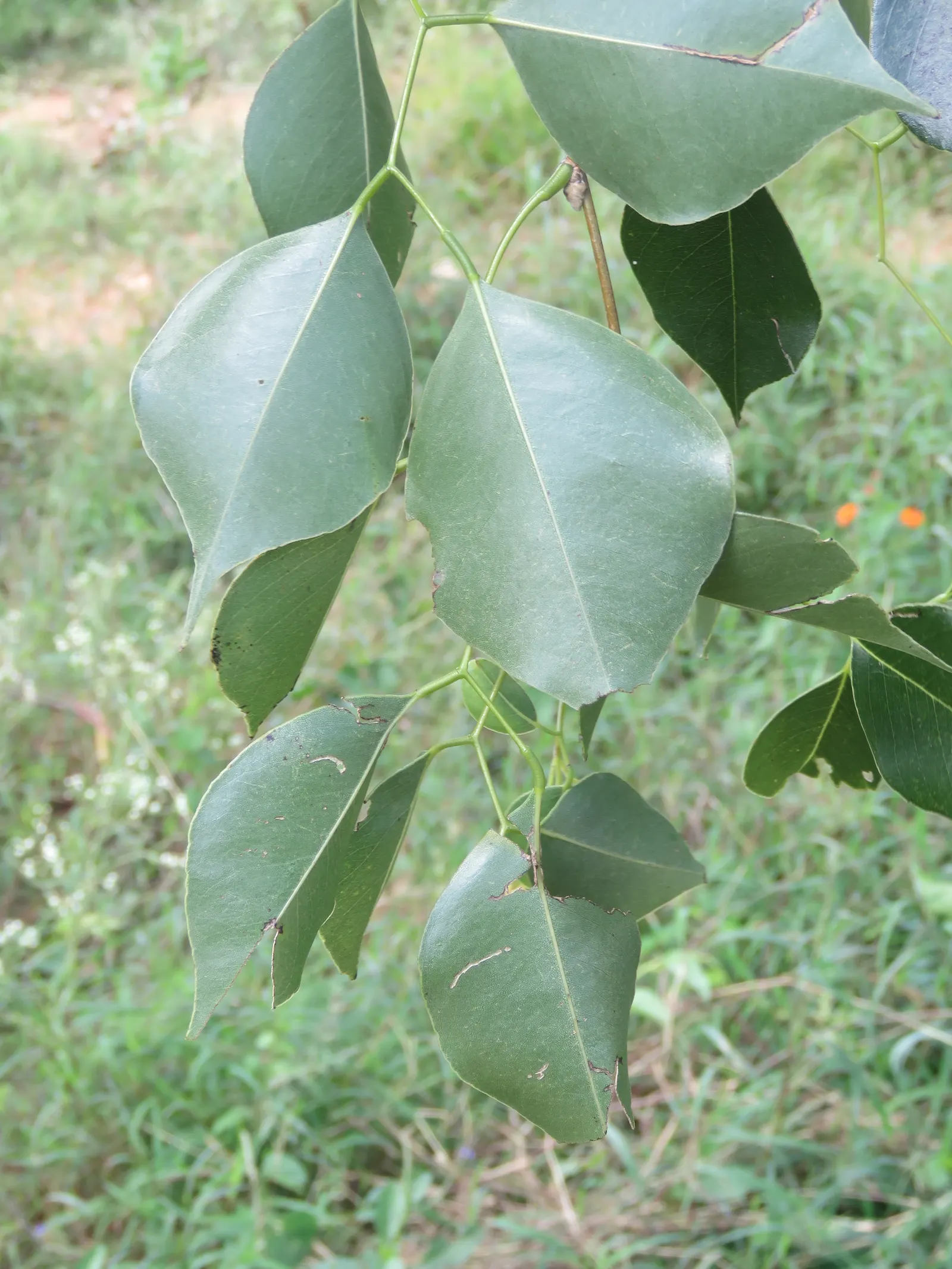 Indian Rosewood (Dalbergia Sissoo) — the tree produces inconspicuous whitish to pink flowers