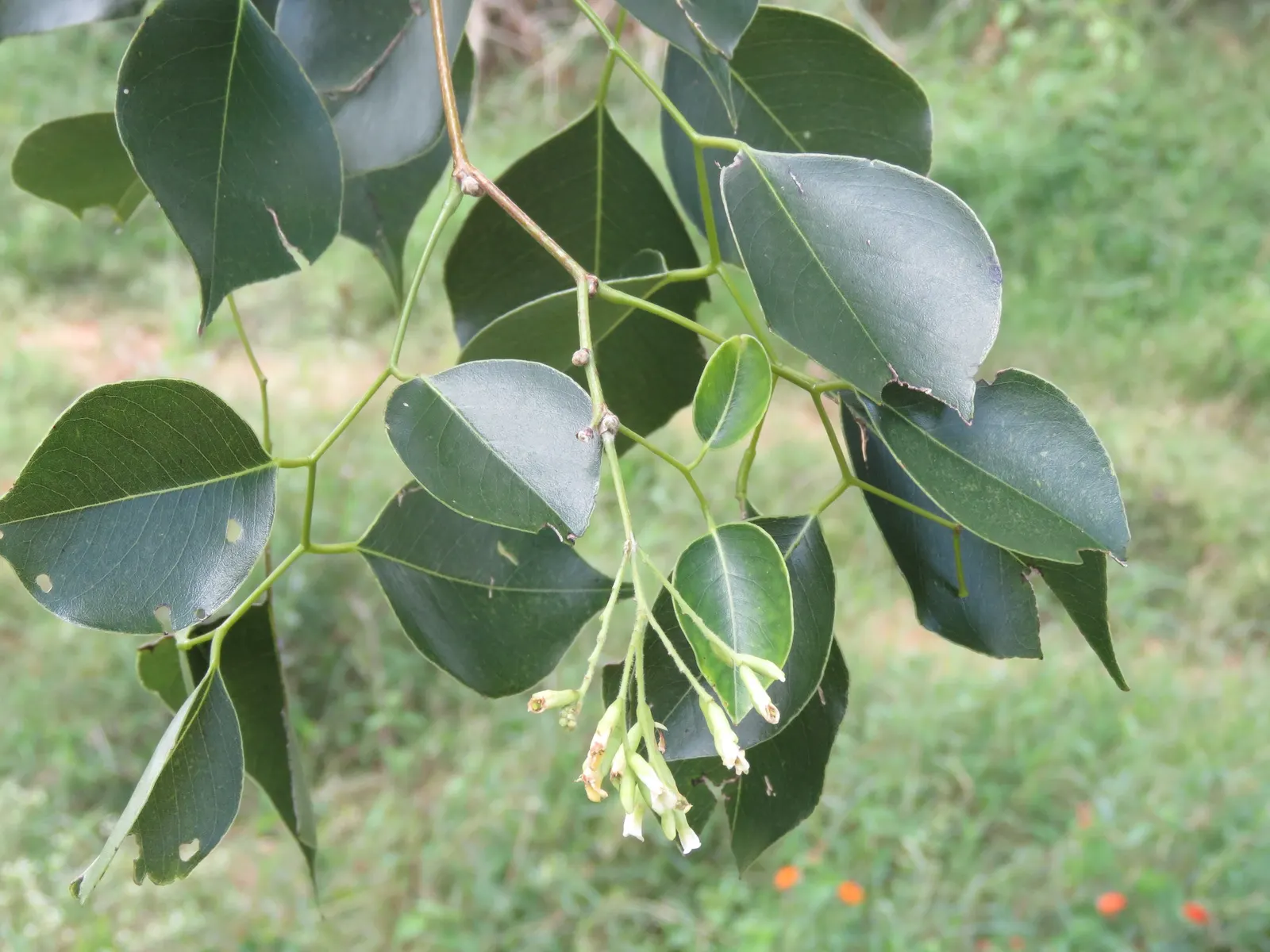 Indian Rosewood (Dalbergia Sissoo) — thriving in USDA hardiness zones 10 through 12