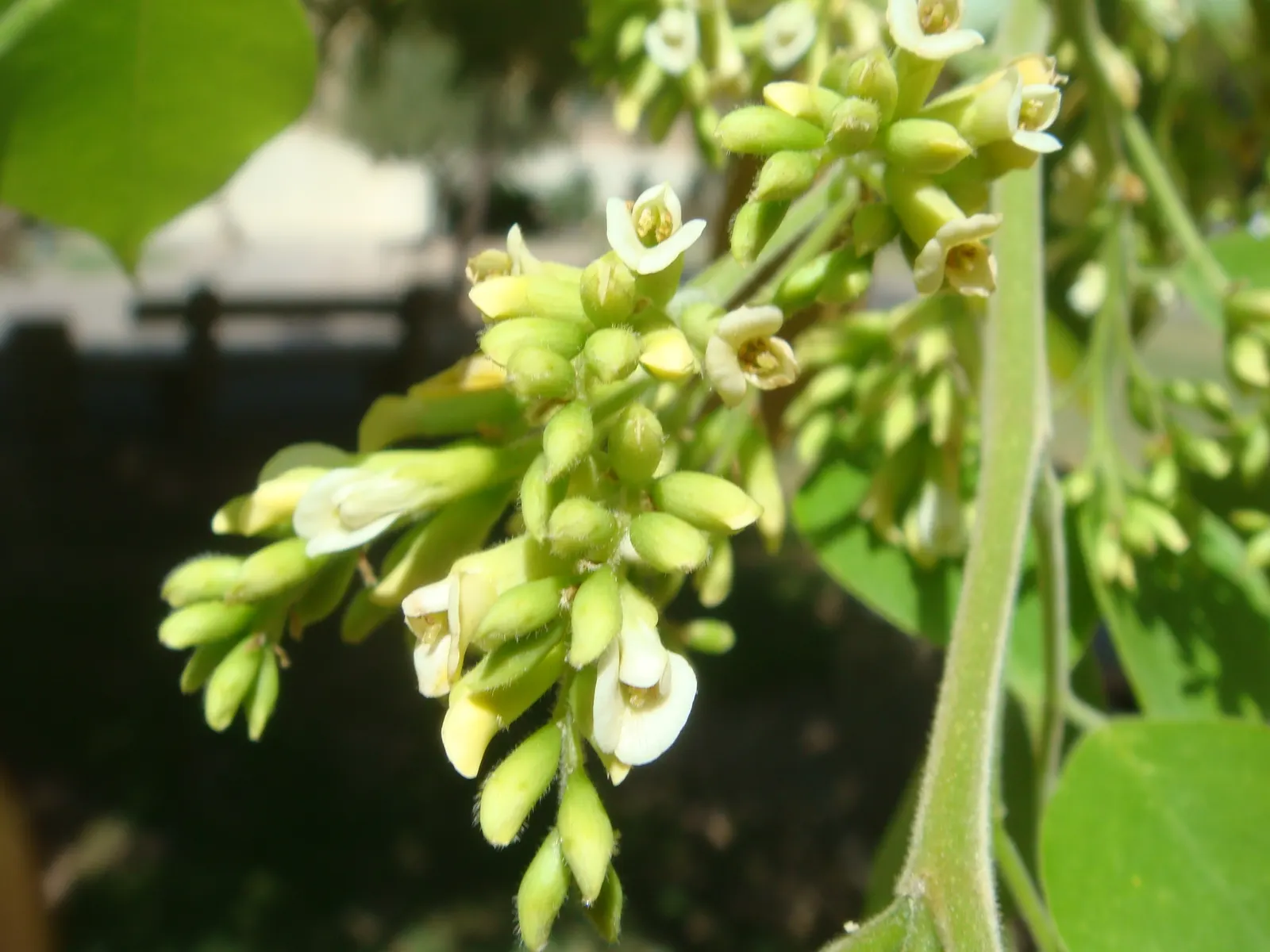 Indian Rosewood (Dalbergia Sissoo) — thin bark that matures to a deep fissured texture.<br><br>The leaves of Dalbergia sissoo are compound