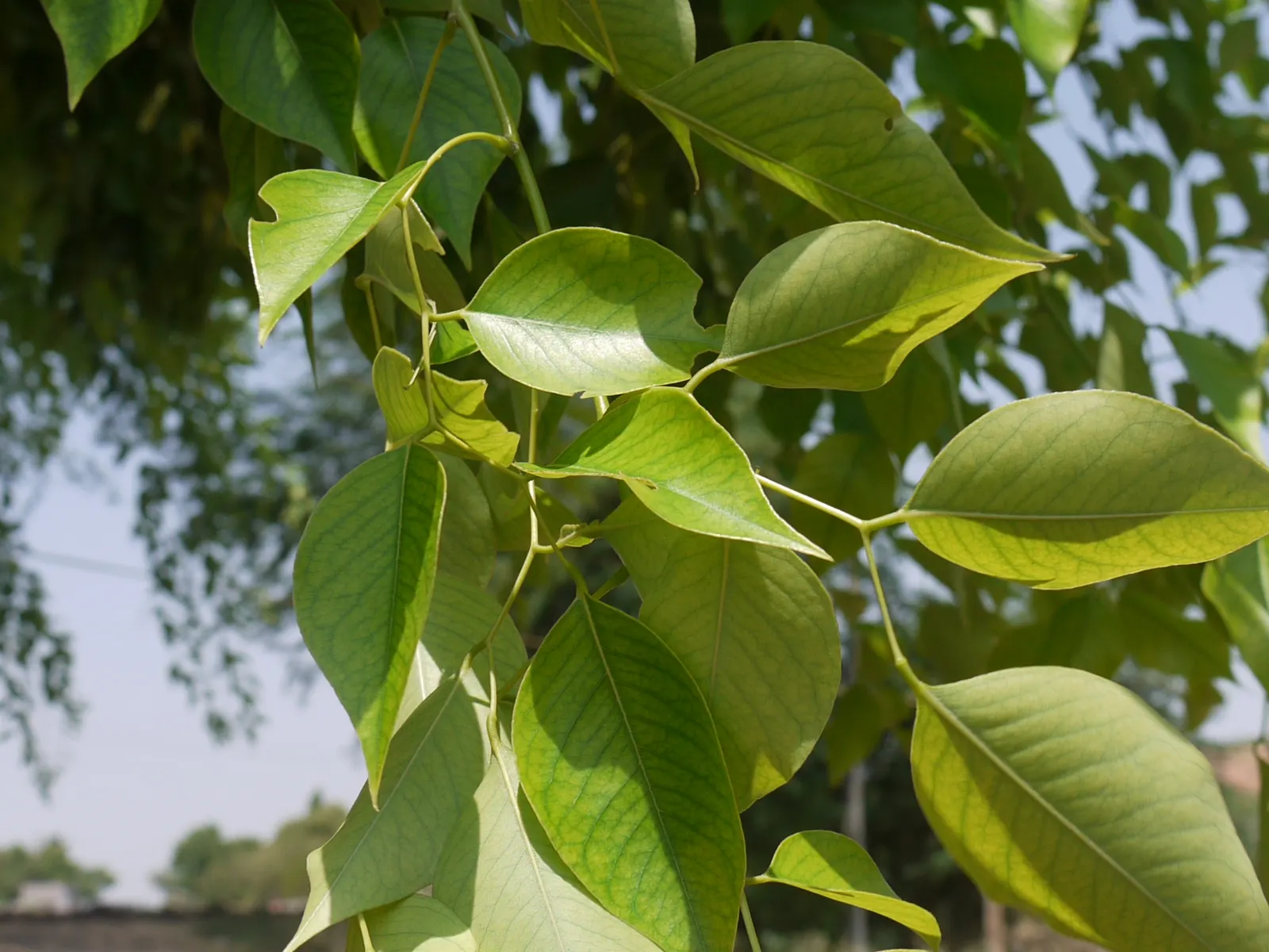 Indian Rosewood (Dalbergia Sissoo) — green foliage and spreading form provide a dramatic and stately aesthetic