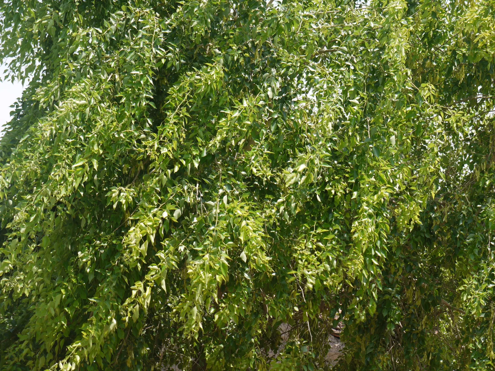 Indian Rosewood (Dalbergia Sissoo) — The Indian Rosewood is well-regarded for its resilience; extensively used in fine furniture and cabinetry