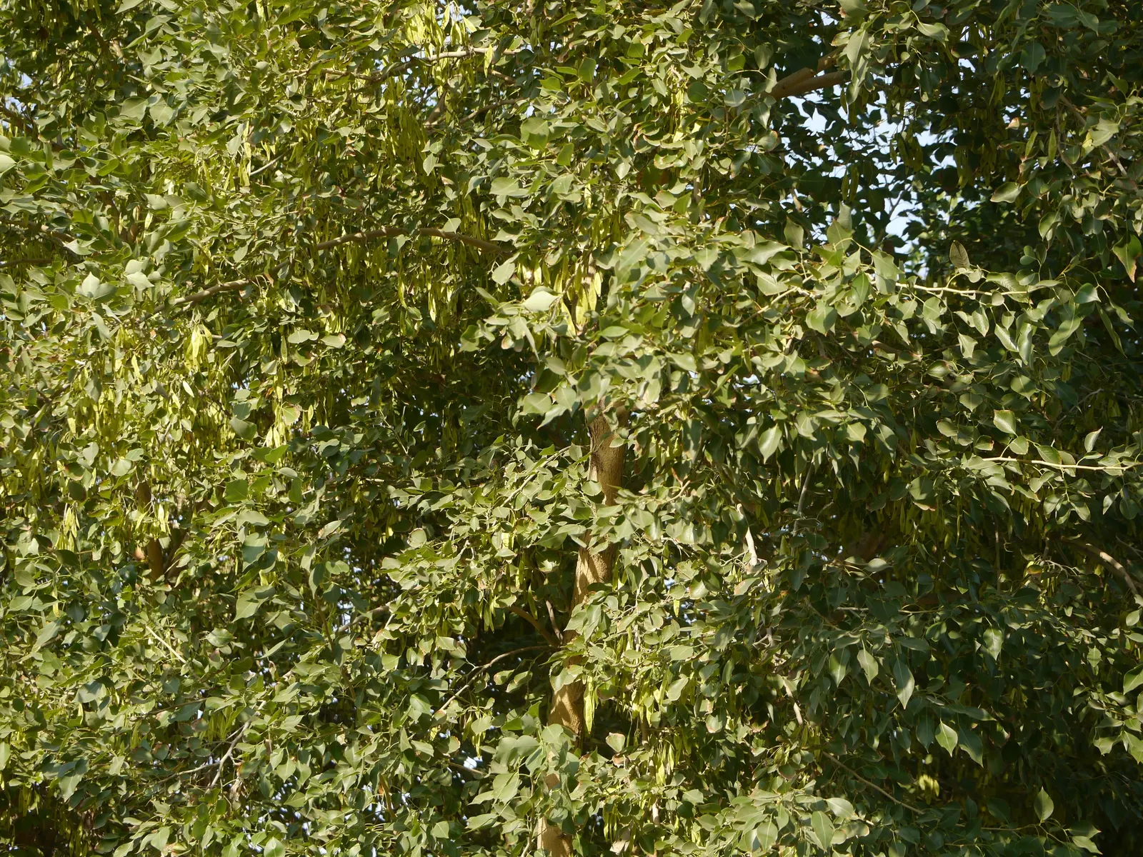 Indian Rosewood (Dalbergia Sissoo) — scientifically known as Dalbergia sissoo