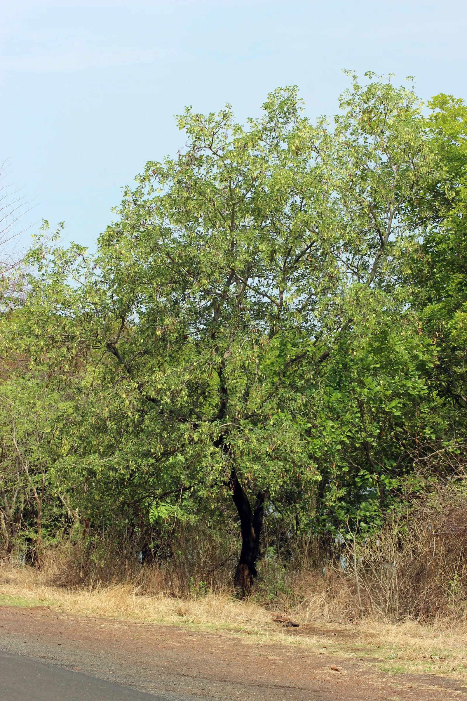 Indian Rosewood (Dalbergia Sissoo) — pod-like seed structures that can be up to 2 inches in length