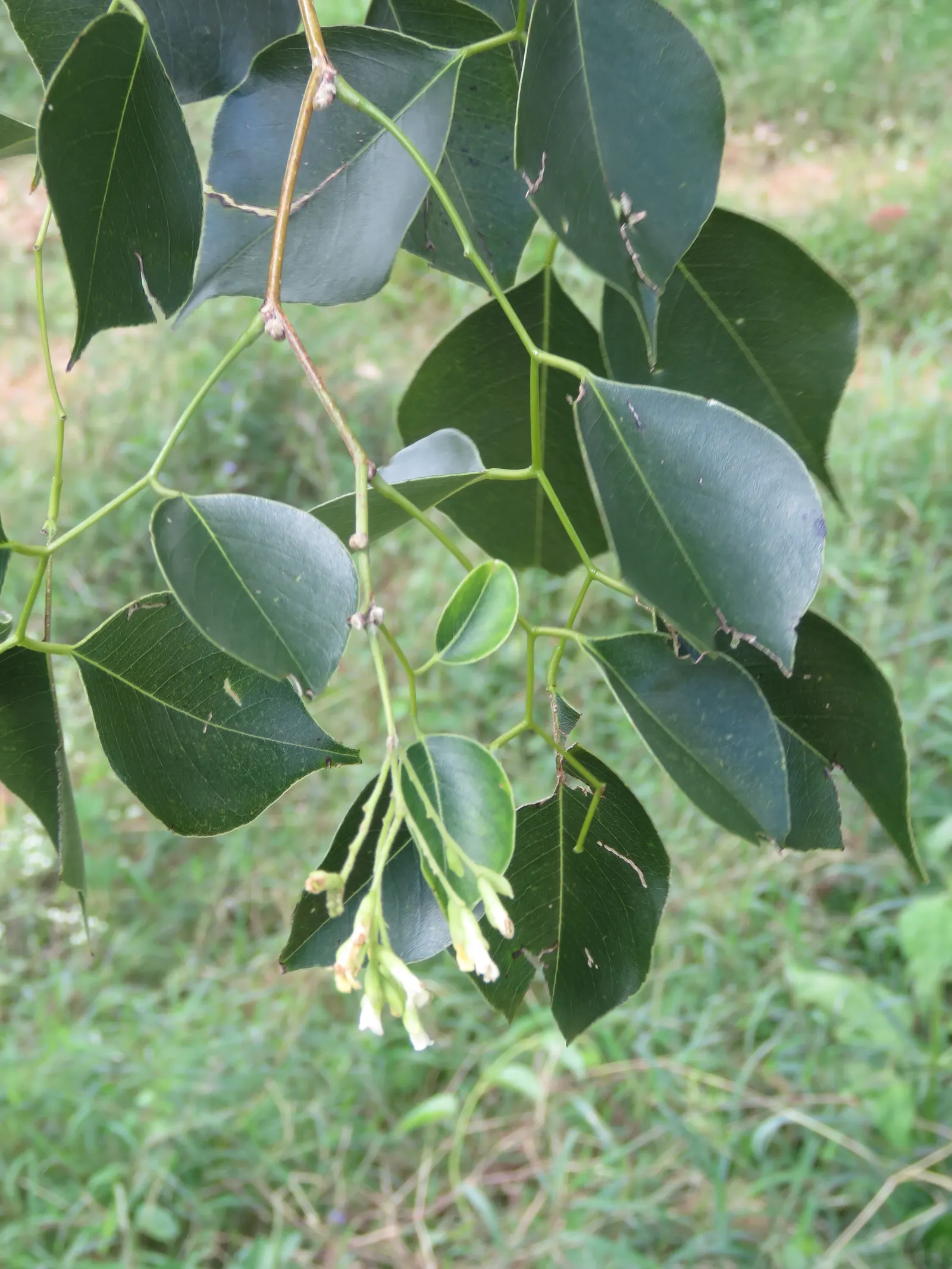 Indian Rosewood (Dalbergia Sissoo) — Its trunk can grow to a diameter of 1.5 to 3 feet