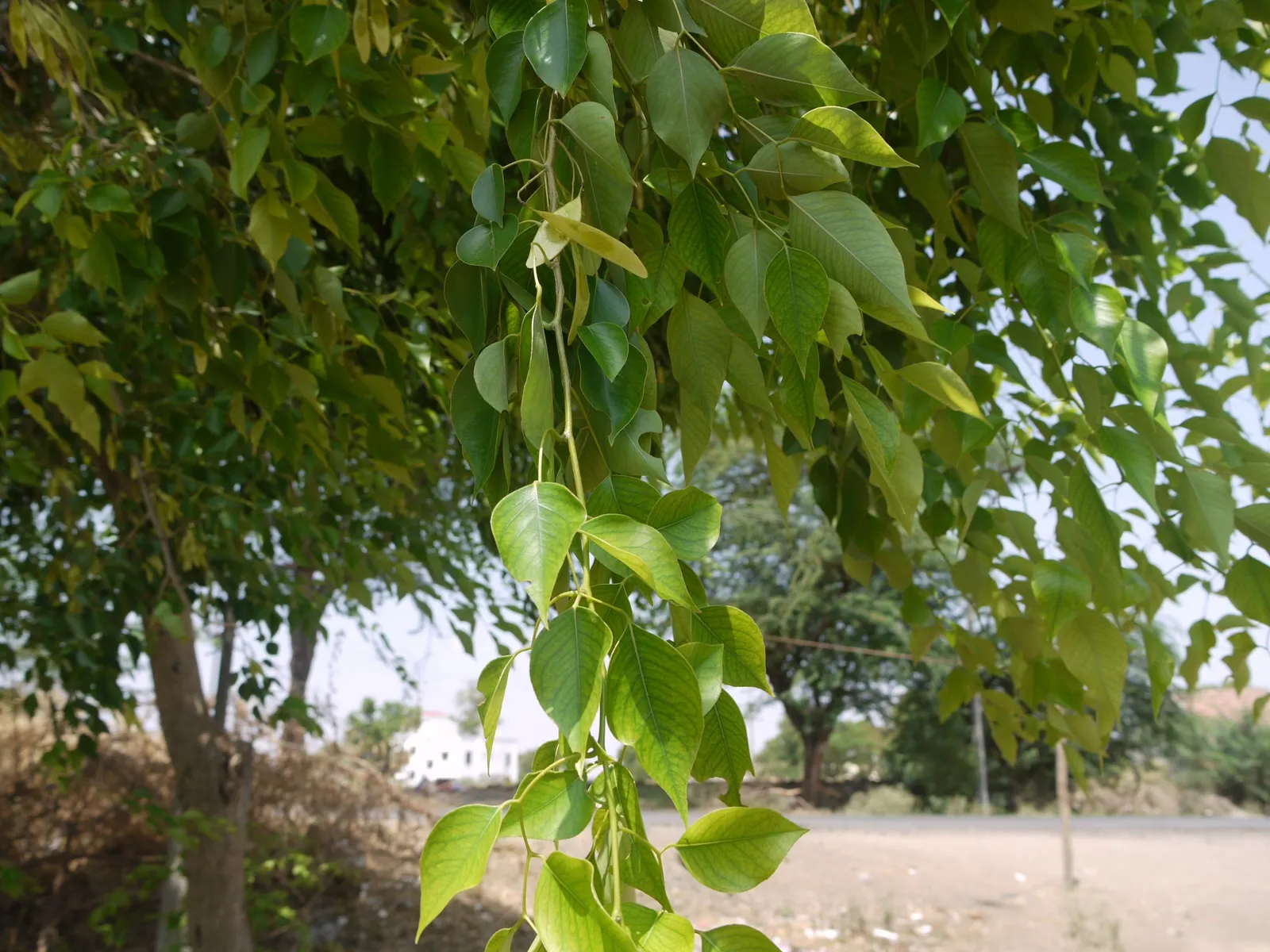 Indian Rosewood (Dalbergia Sissoo) — Its resilience makes it ideal for urban settings, and it is also used for erosion control; is a deciduous tree prized for
