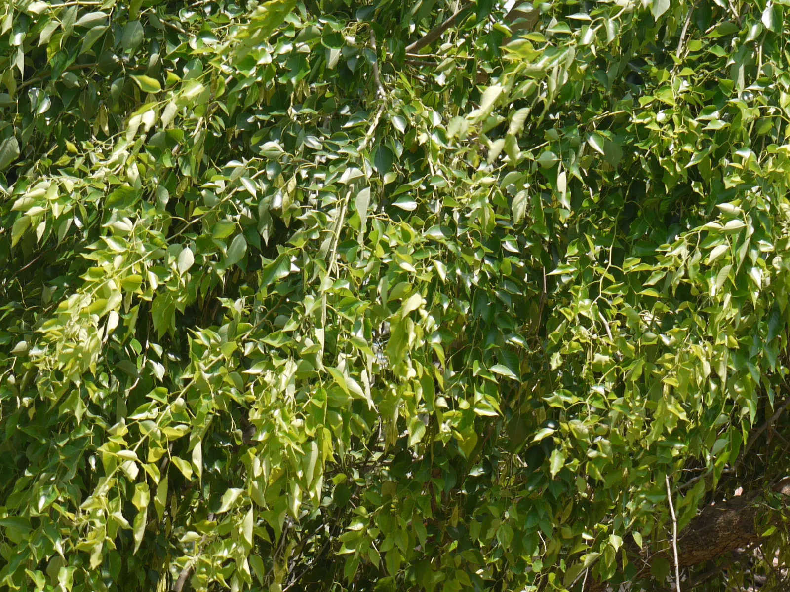Indian Rosewood (Dalbergia Sissoo) — making it an excellent choice for spacious outdoor settings; known for its durability and rich