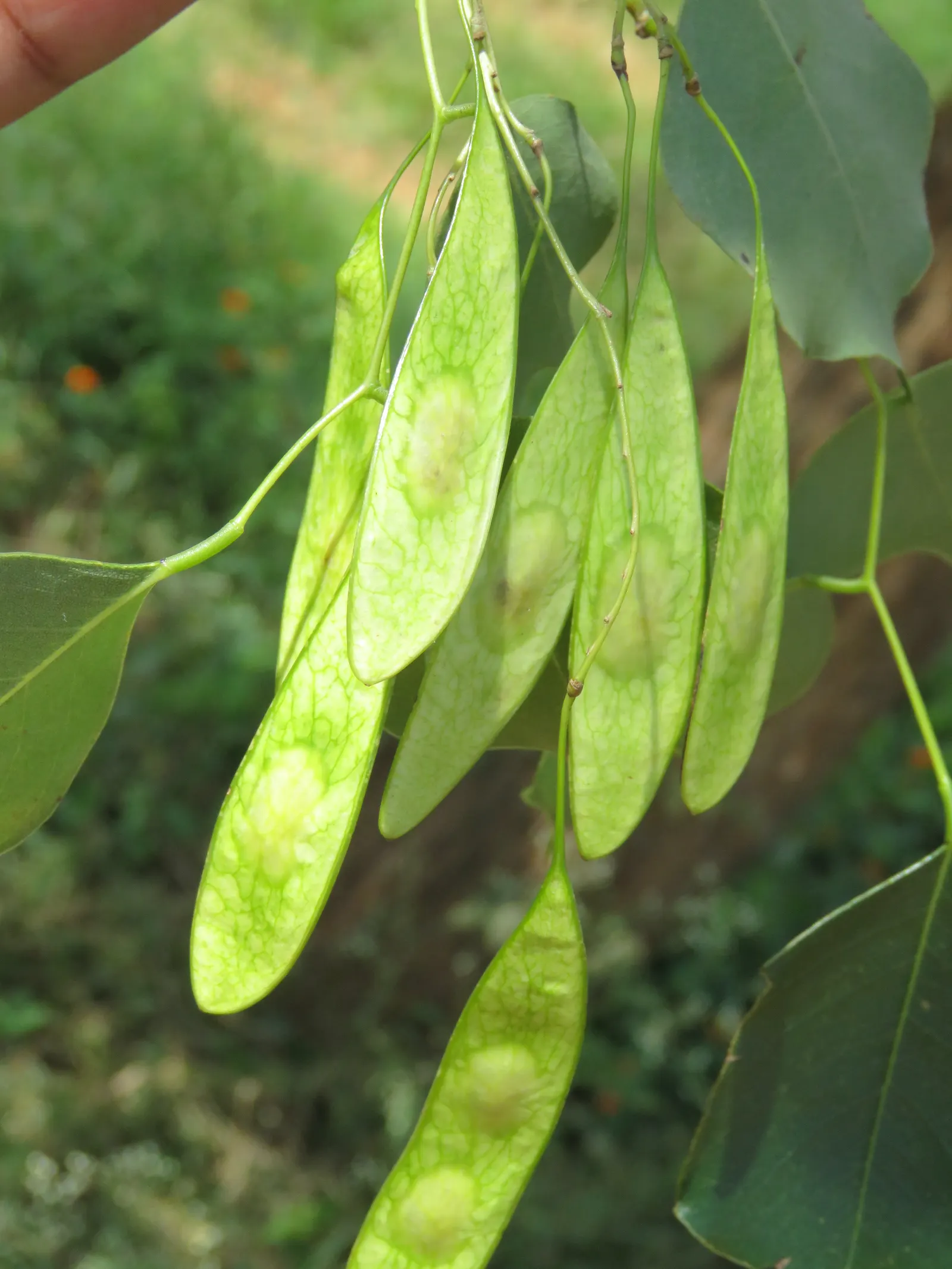 Indian Rosewood (Dalbergia Sissoo) — The tree blooms with inconspicuous white flowers in spring; typically reaching heights of 50 to 70 feet with a canopy