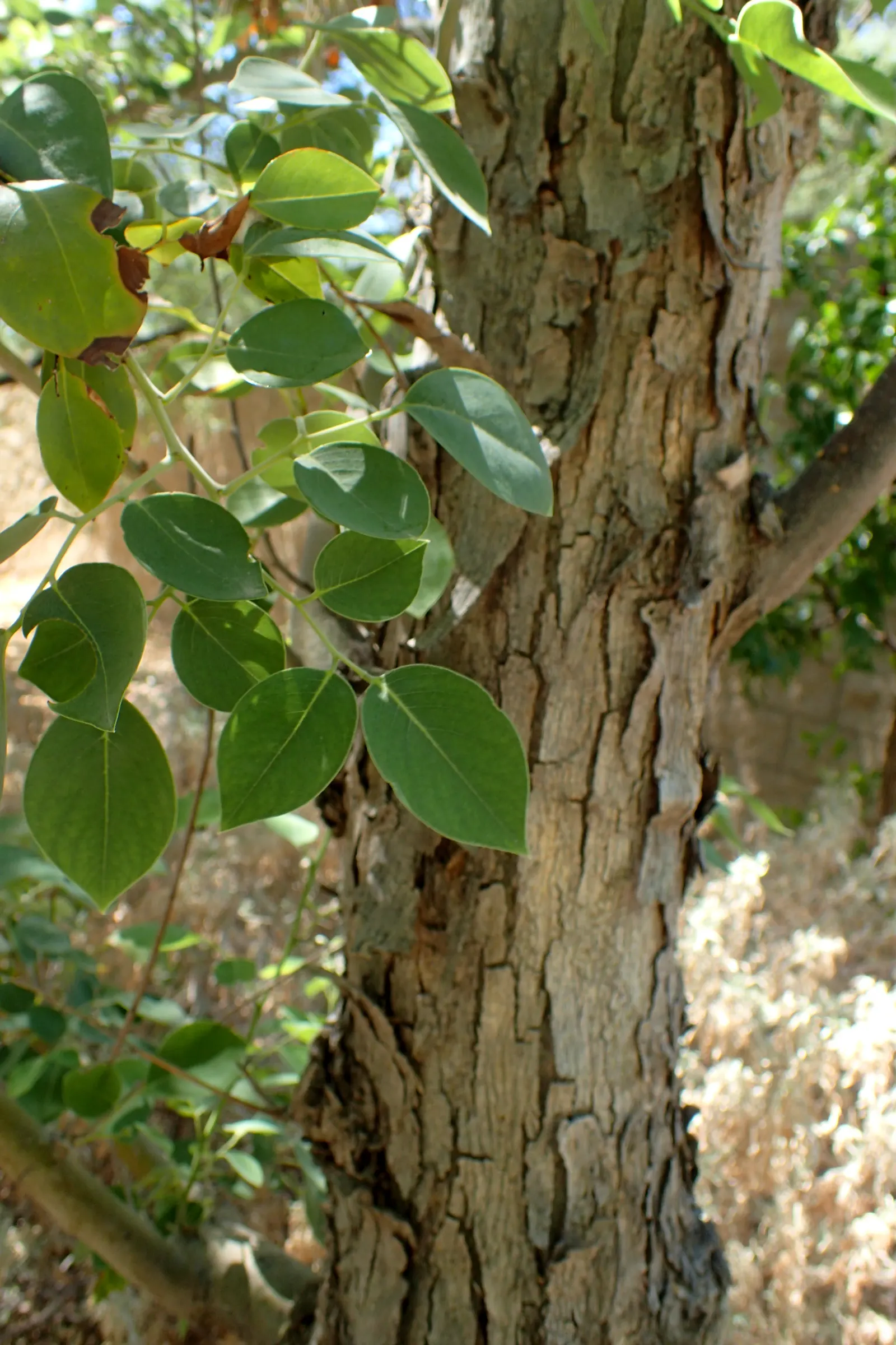 Indian Rosewood (Dalbergia Sissoo) — Typically reaching heights of 50 to 70 feet with a canopy spread of up to 50 feet