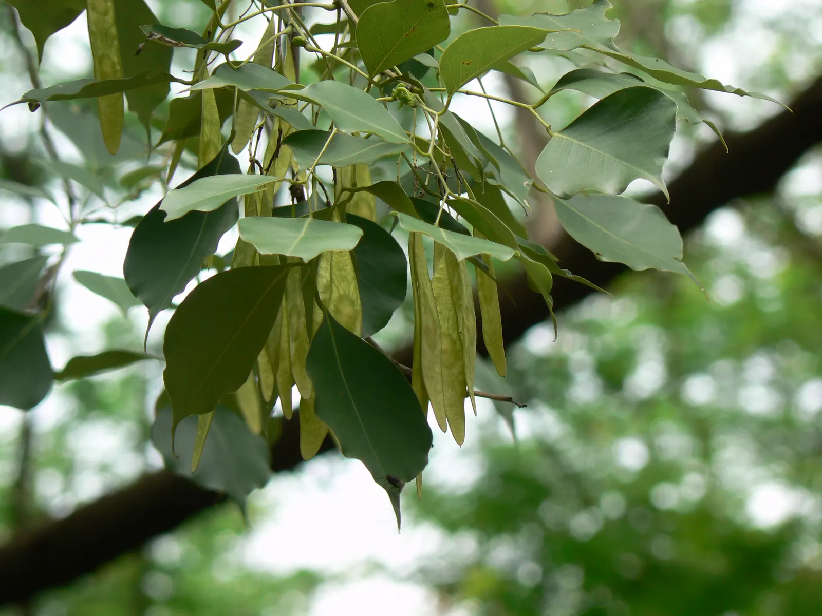 Indian Rosewood (Dalbergia Sissoo) — known for its durability and rich