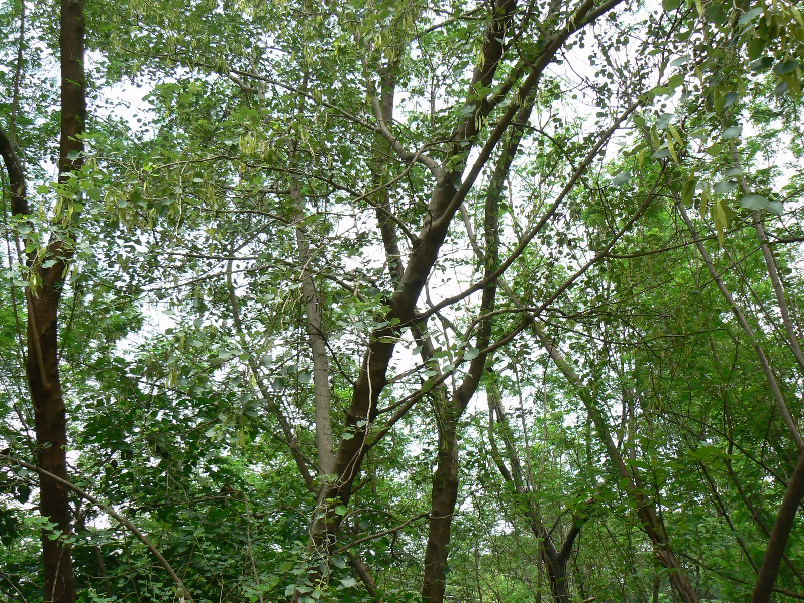 Indian Rosewood (Dalbergia Sissoo) — while also allowing landscape designers to manage its size within the garden space