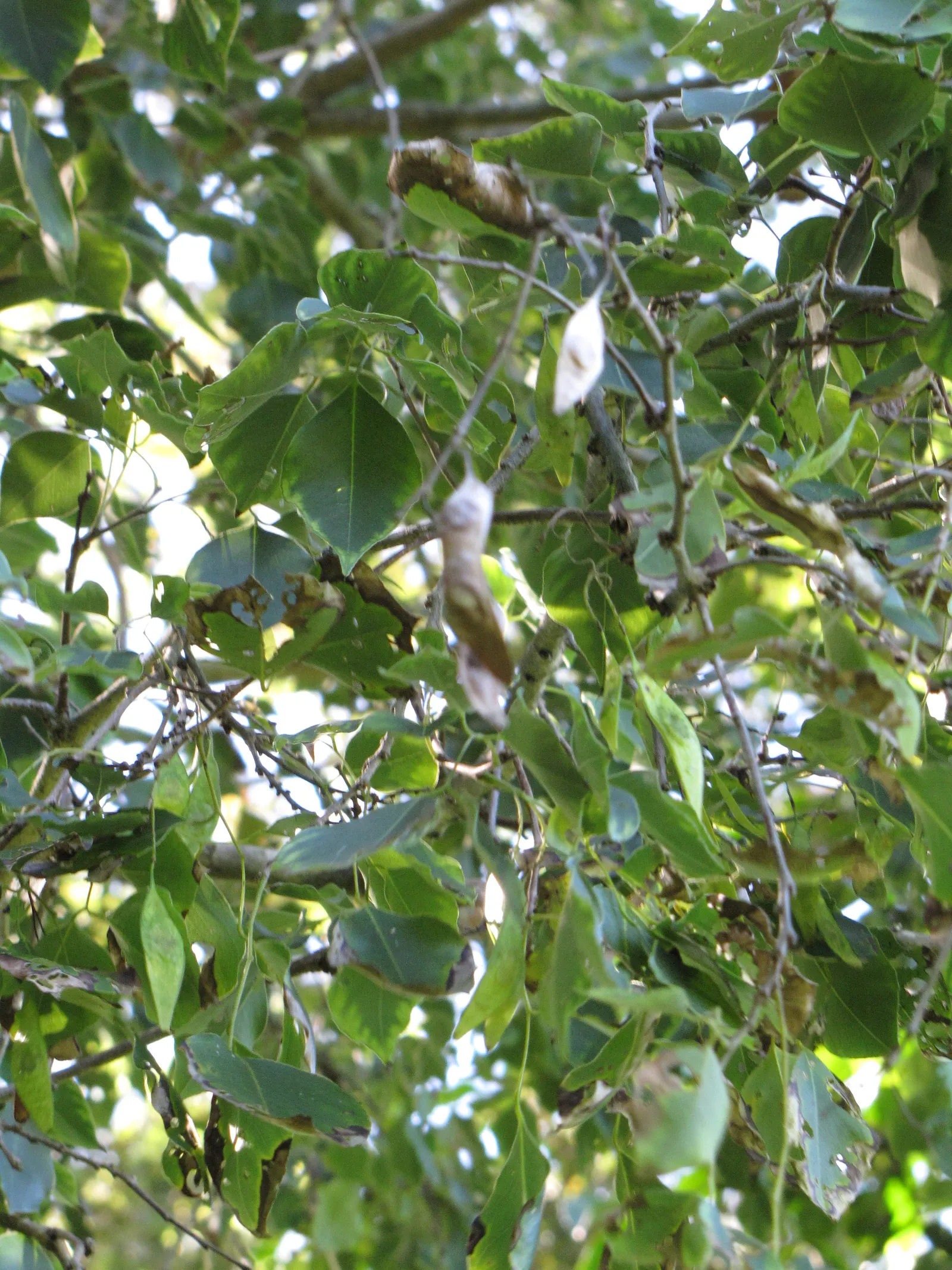 Indian Rosewood (Dalbergia Sissoo) — scientifically known as Dalbergia sissoo; the tree produces inconspicuous whitish to pink flowers