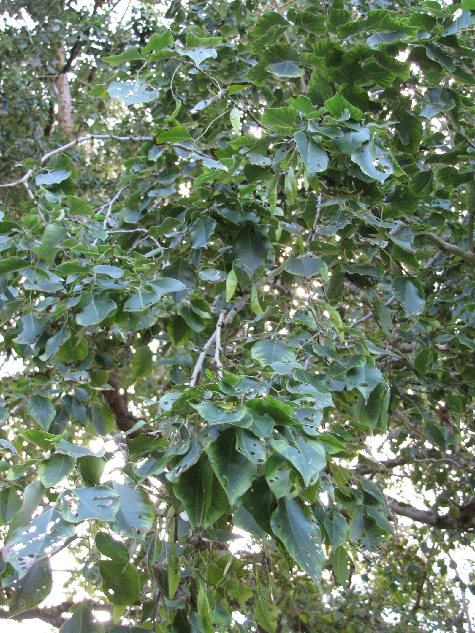 Indian Rosewood (Dalbergia Sissoo) — is a deciduous tree prized for its richly hued timber and shade-providing canopy; its resilience makes it ideal for urban