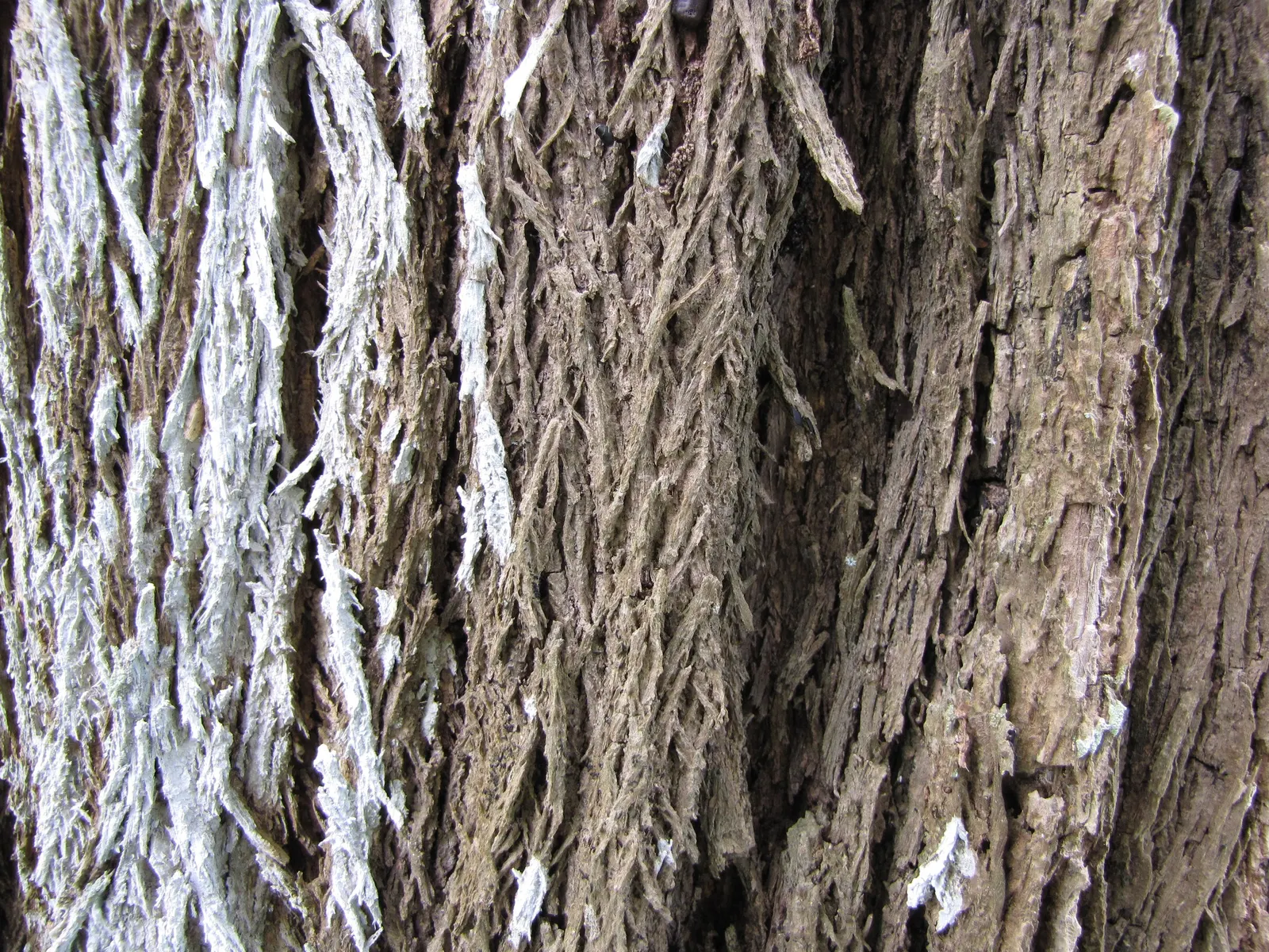 Indian Rosewood (Dalbergia Sissoo) — is a deciduous tree esteemed for its elegance and versatility in landscape designs; regular pruning may be necessary to