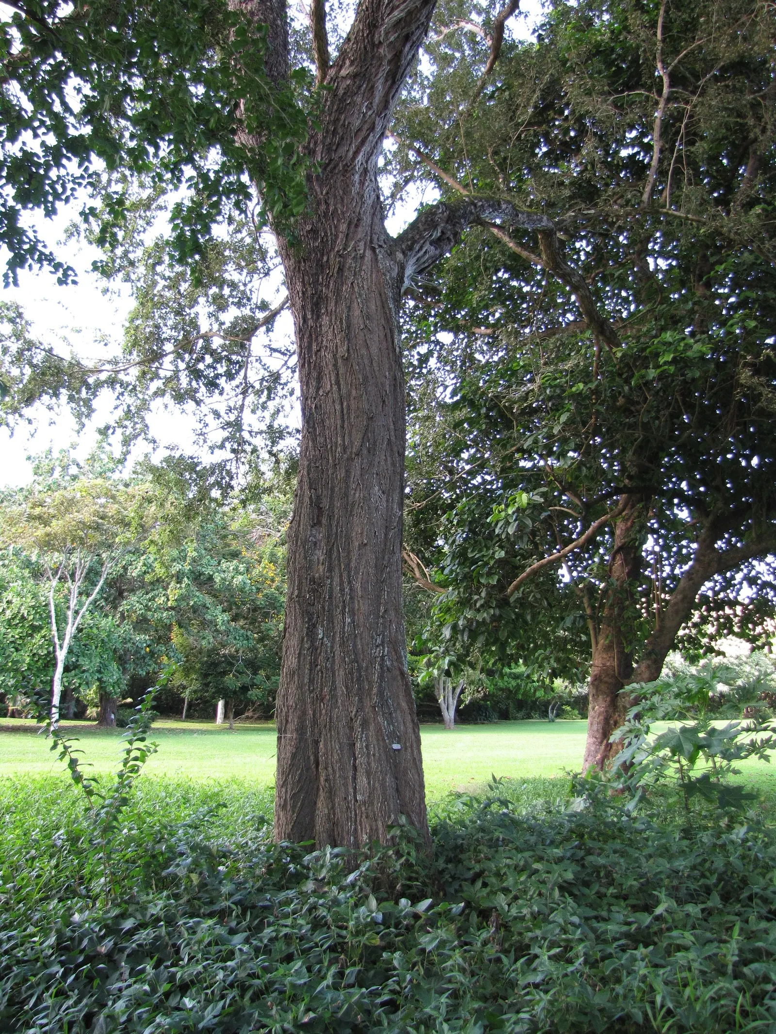 Indian Rosewood (Dalbergia Sissoo) — known for its durability and rich; making it an excellent choice for spacious outdoor settings