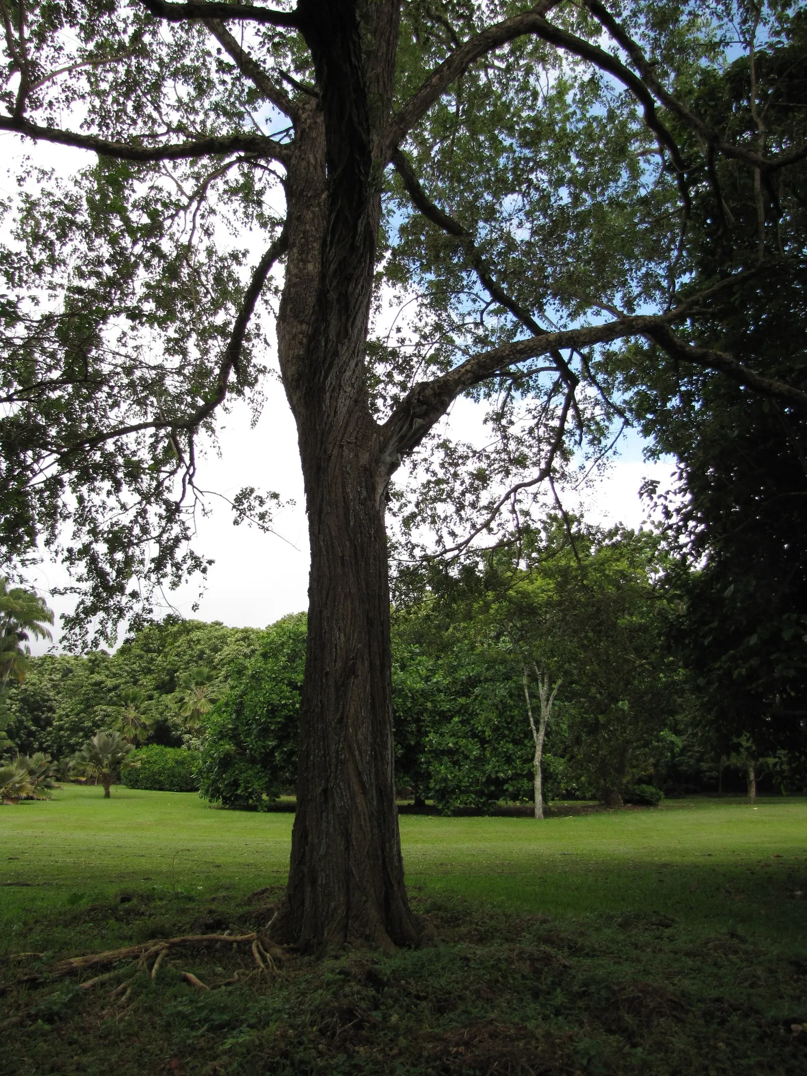 Indian Rosewood (Dalbergia Sissoo) — Regular pruning may be necessary to maintain its shape and health