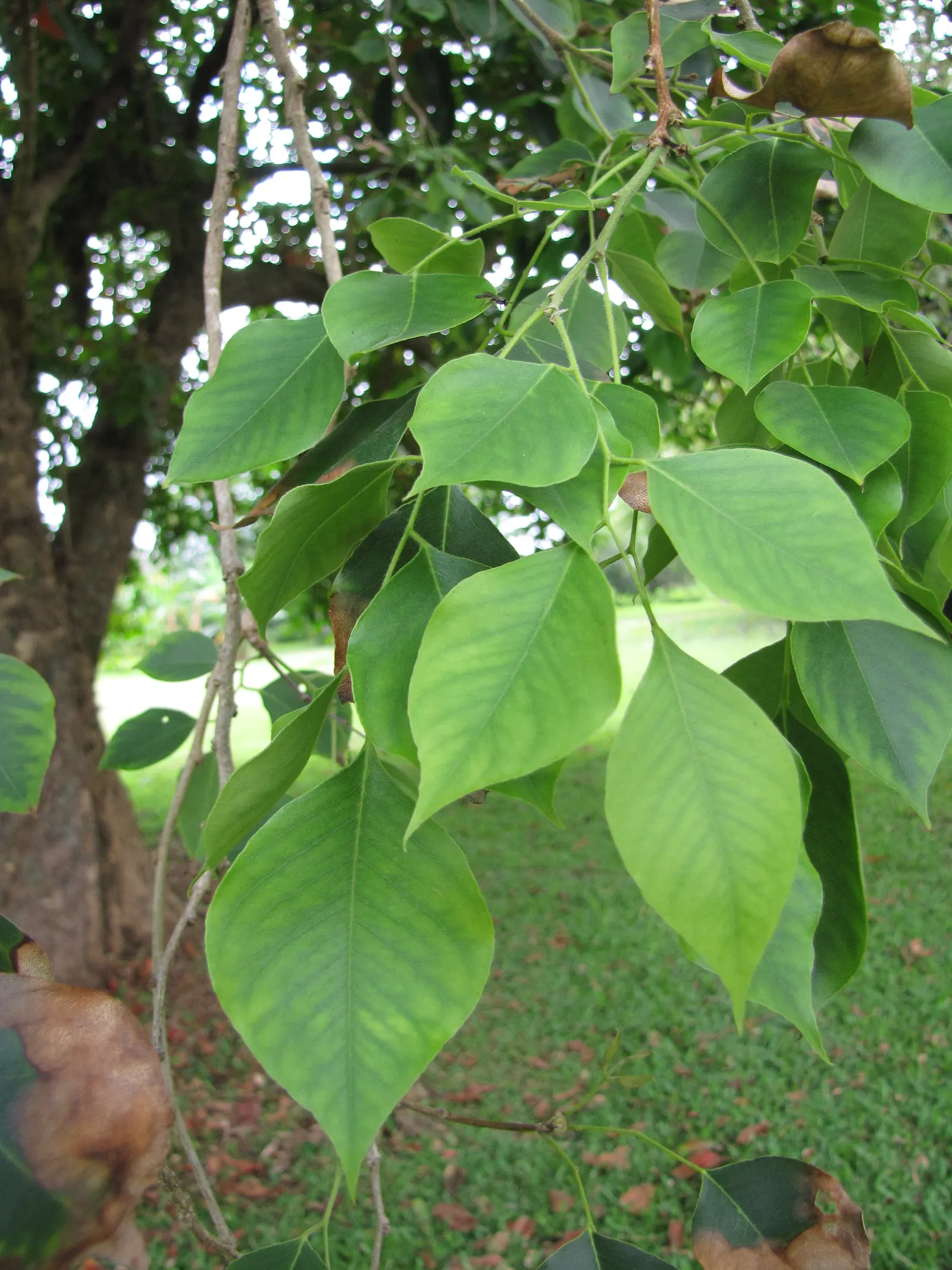 Indian Rosewood (Dalbergia Sissoo) — extensively used in fine furniture and cabinetry