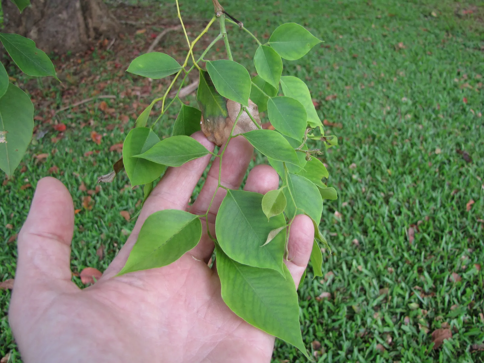 Indian Rosewood (Dalbergia Sissoo) — It flourishes in well-drained, loamy soils and full sun, with moderate water needs