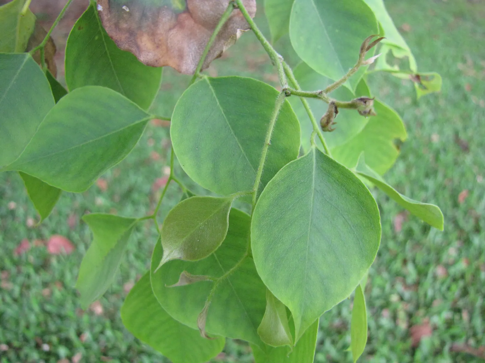 Indian Rosewood (Dalbergia Sissoo) — It flourishes in well-drained, loamy soils and full sun, with moderate water needs; thriving in USDA hardiness zones 10