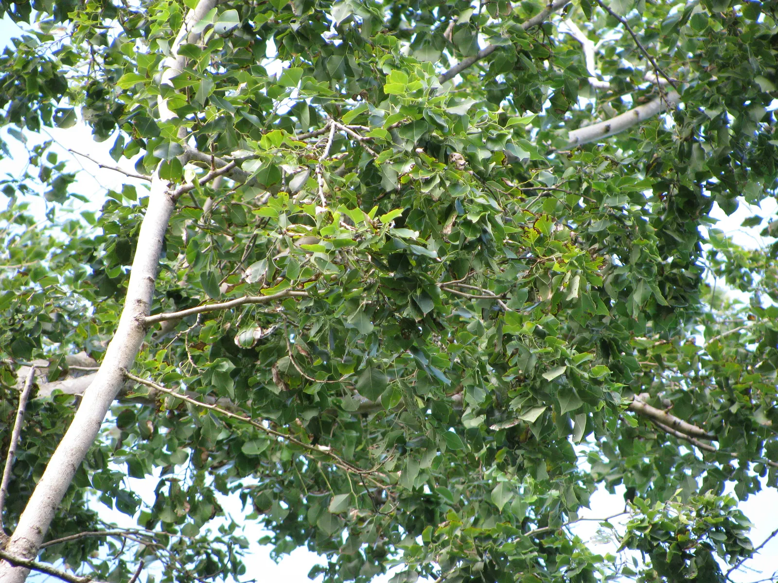 Indian Rosewood (Dalbergia Sissoo) — with leaflets arranged in opposite pairs