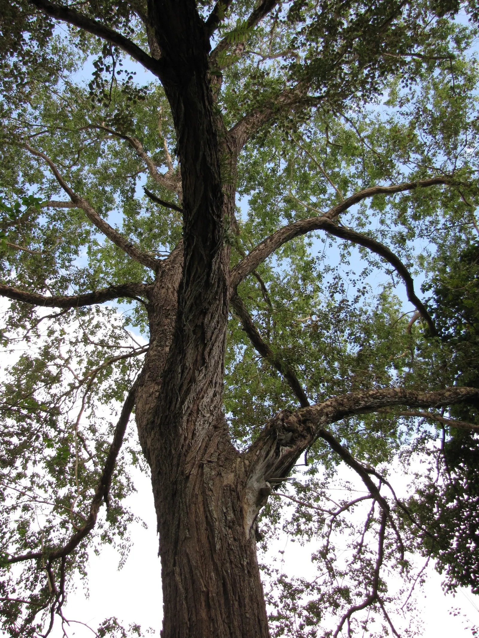 Indian Rosewood (Dalbergia Sissoo) — thin bark that matures to a deep fissured texture.<br><br>The leaves of Dalbergia sissoo are compound; this robust species