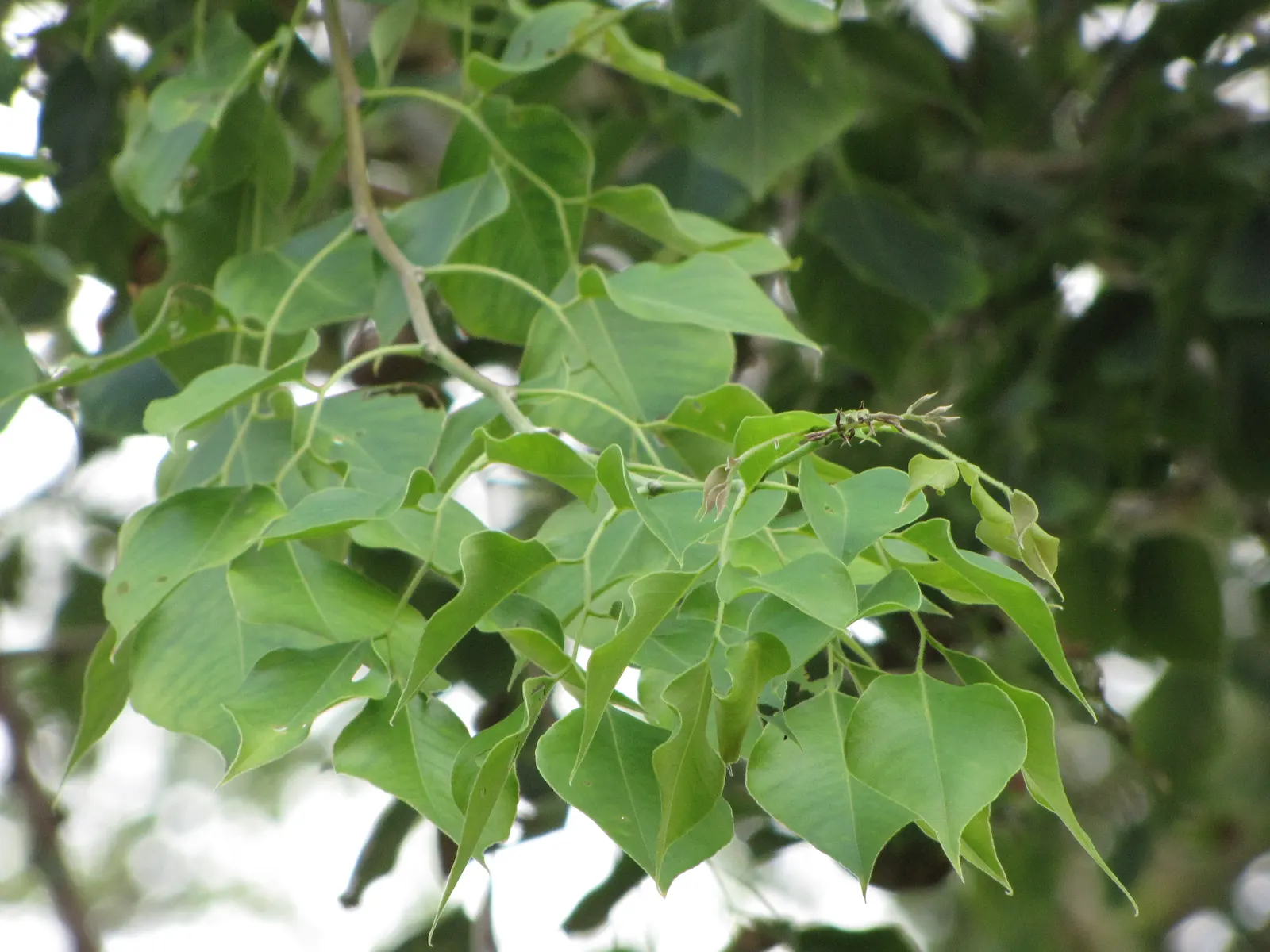 Indian Rosewood (Dalbergia Sissoo) — typically 3 to 5 inches long