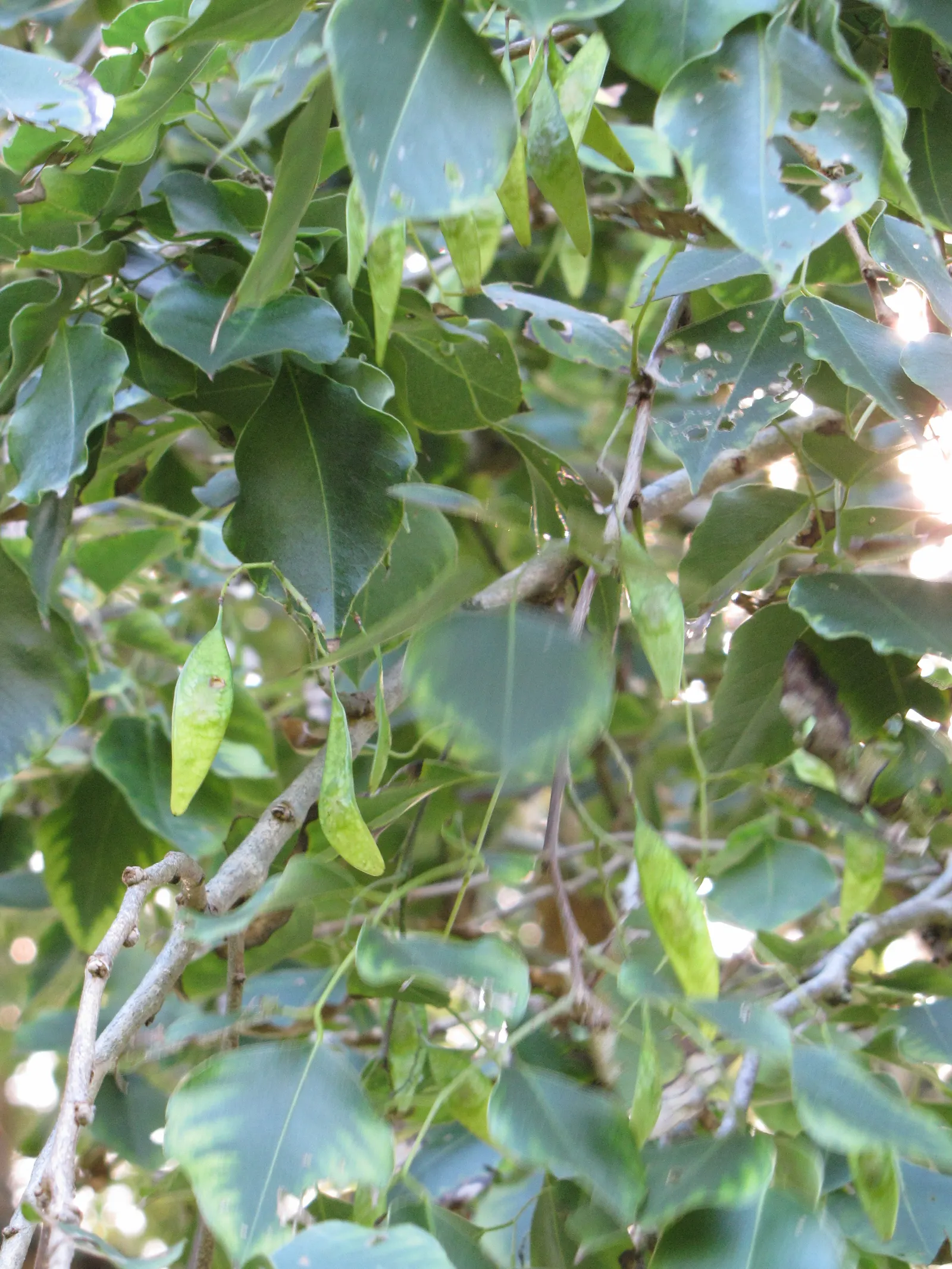Indian Rosewood (Dalbergia Sissoo) — pod-like seed structures that can be up to 2 inches in length; typically 3 to 5 inches long