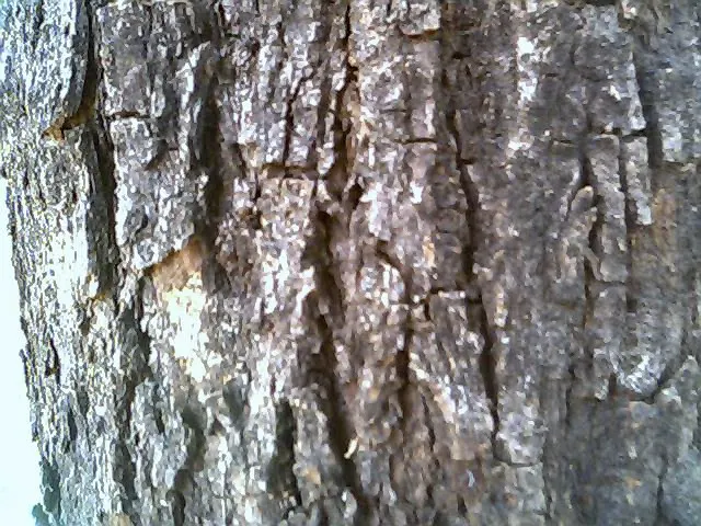 Indian Rosewood (Dalbergia Sissoo) — is a deciduous tree esteemed for its elegance and versatility in landscape designs